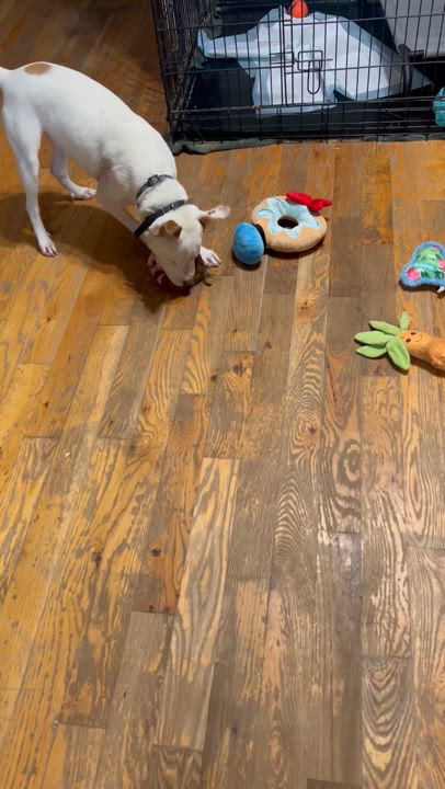 Enlarge Daphne, a Adoptable mixed breed in Knoxville, GA video 3/3