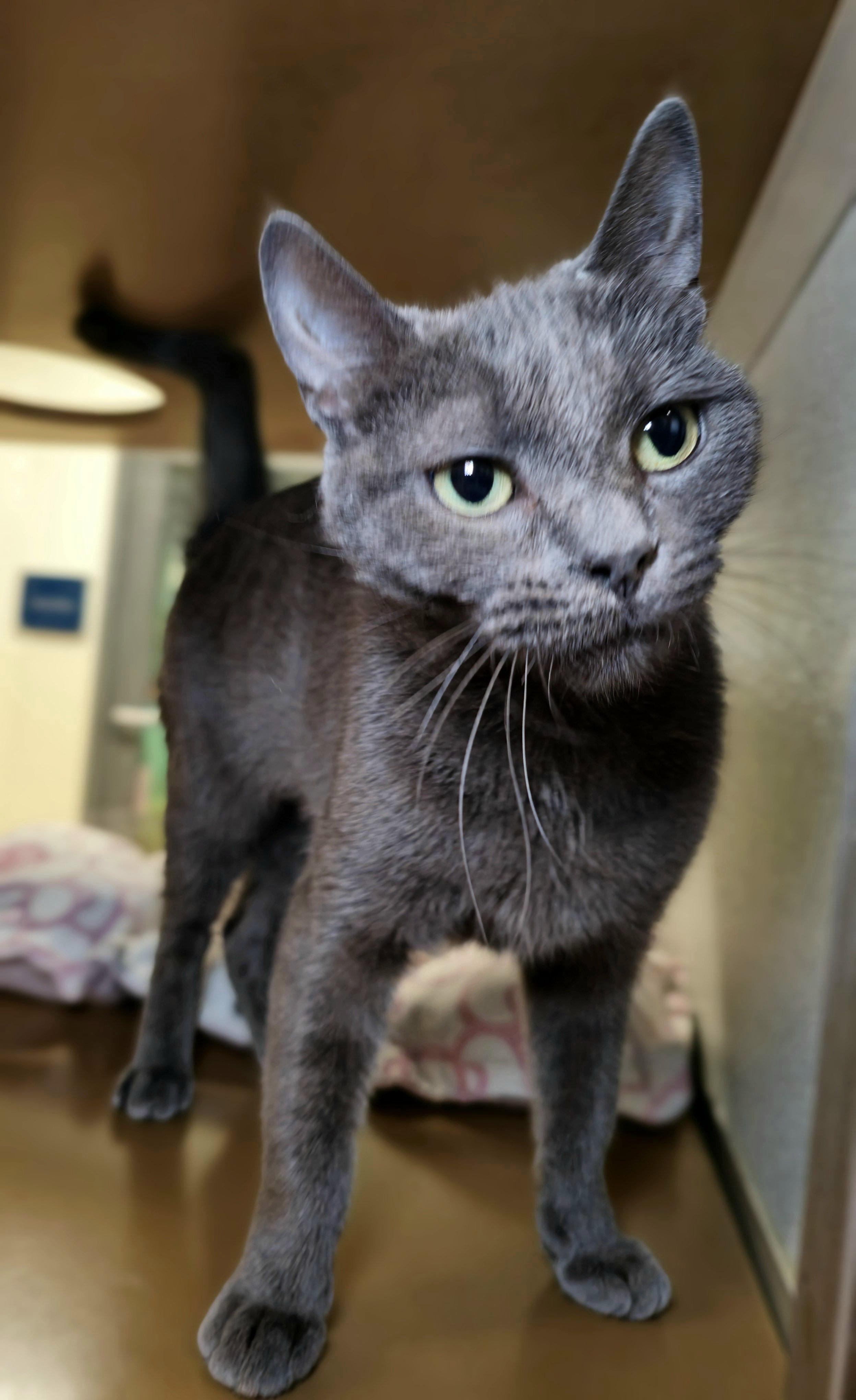 Enlarge Sprite, a Adoptable Domestic Short Hair in Briarcliff Manor, NY image 3/5