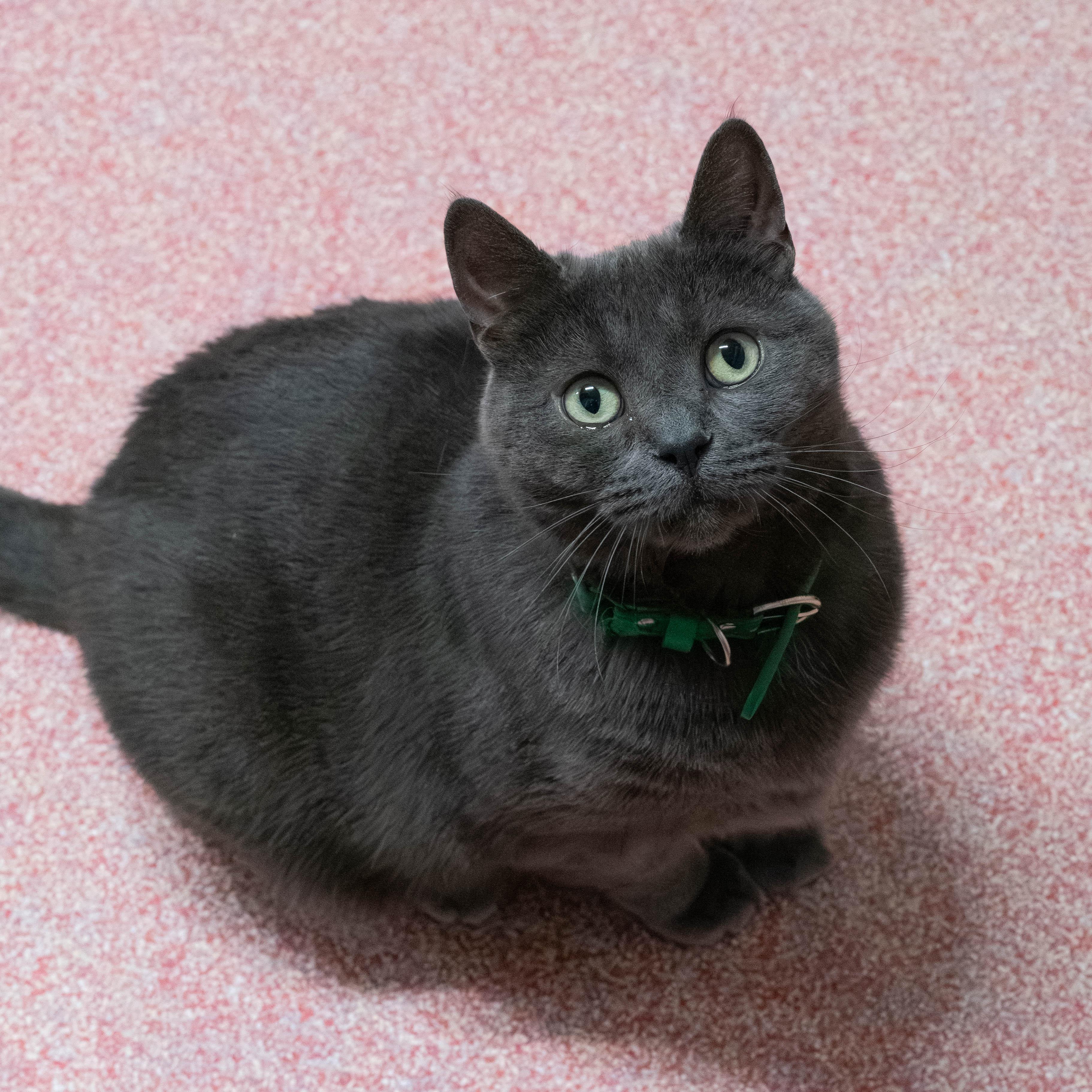 Sprite, Adoptable, Young Female Domestic Short Hair.