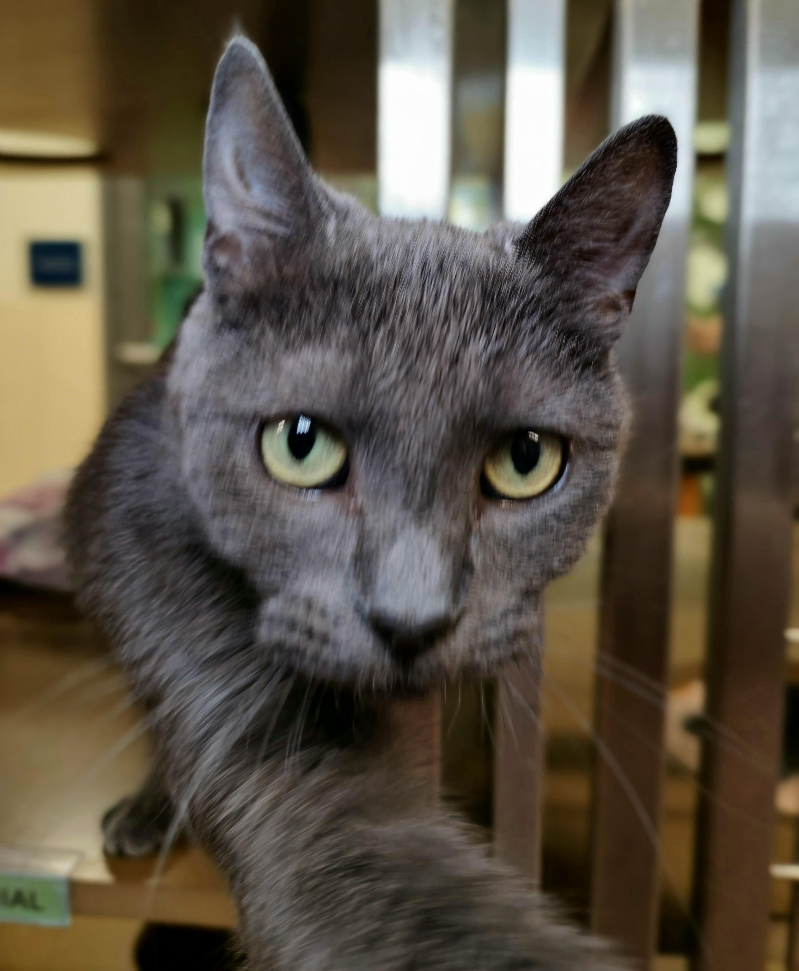 Enlarge Sprite, a Adoptable Domestic Short Hair in Briarcliff Manor, NY image 4/5