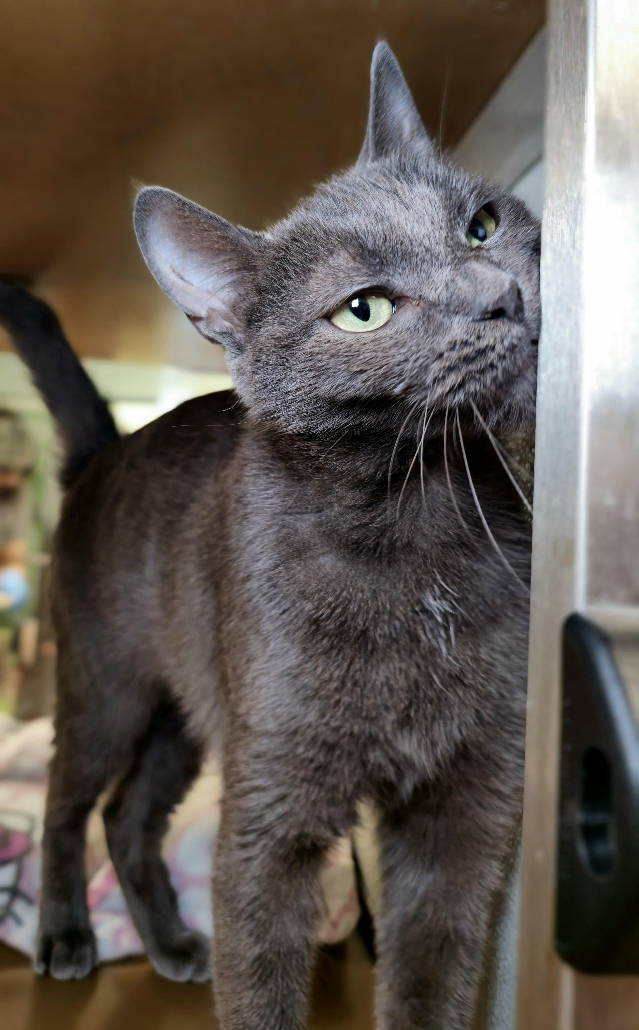 Enlarge Sprite, a Adoptable Domestic Short Hair in Briarcliff Manor, NY image 5/5