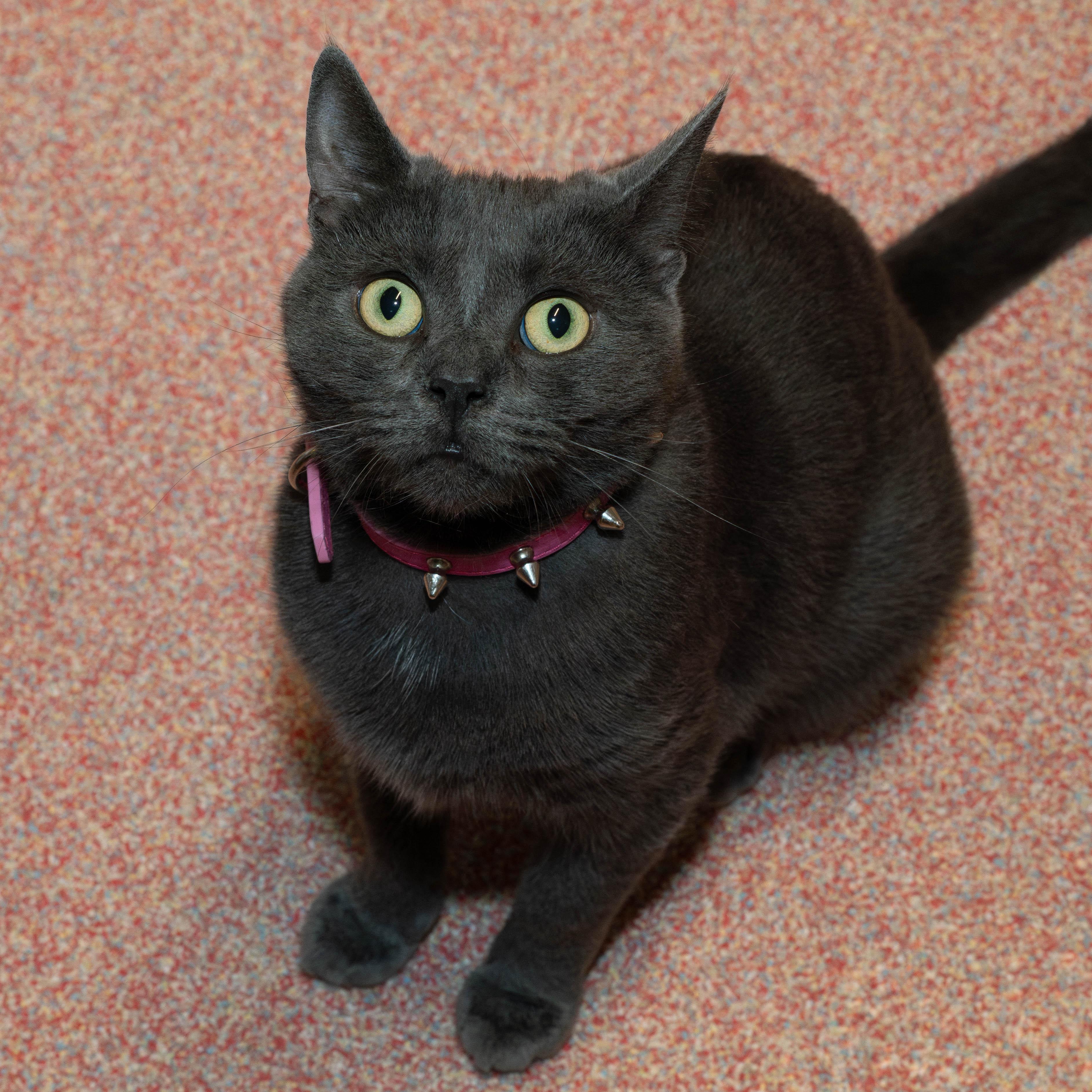 Sprite, Adoptable, Young Female Domestic Short Hair.