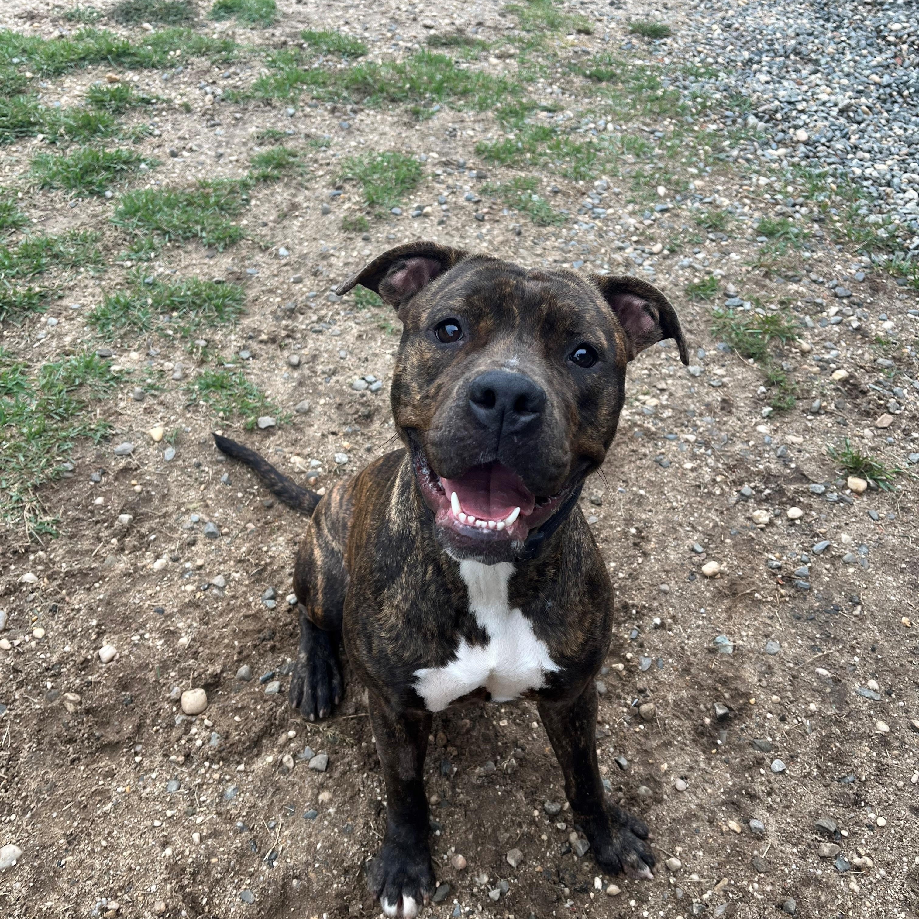 Zoey, Adoptable, Young Female Pit Bull Terrier.