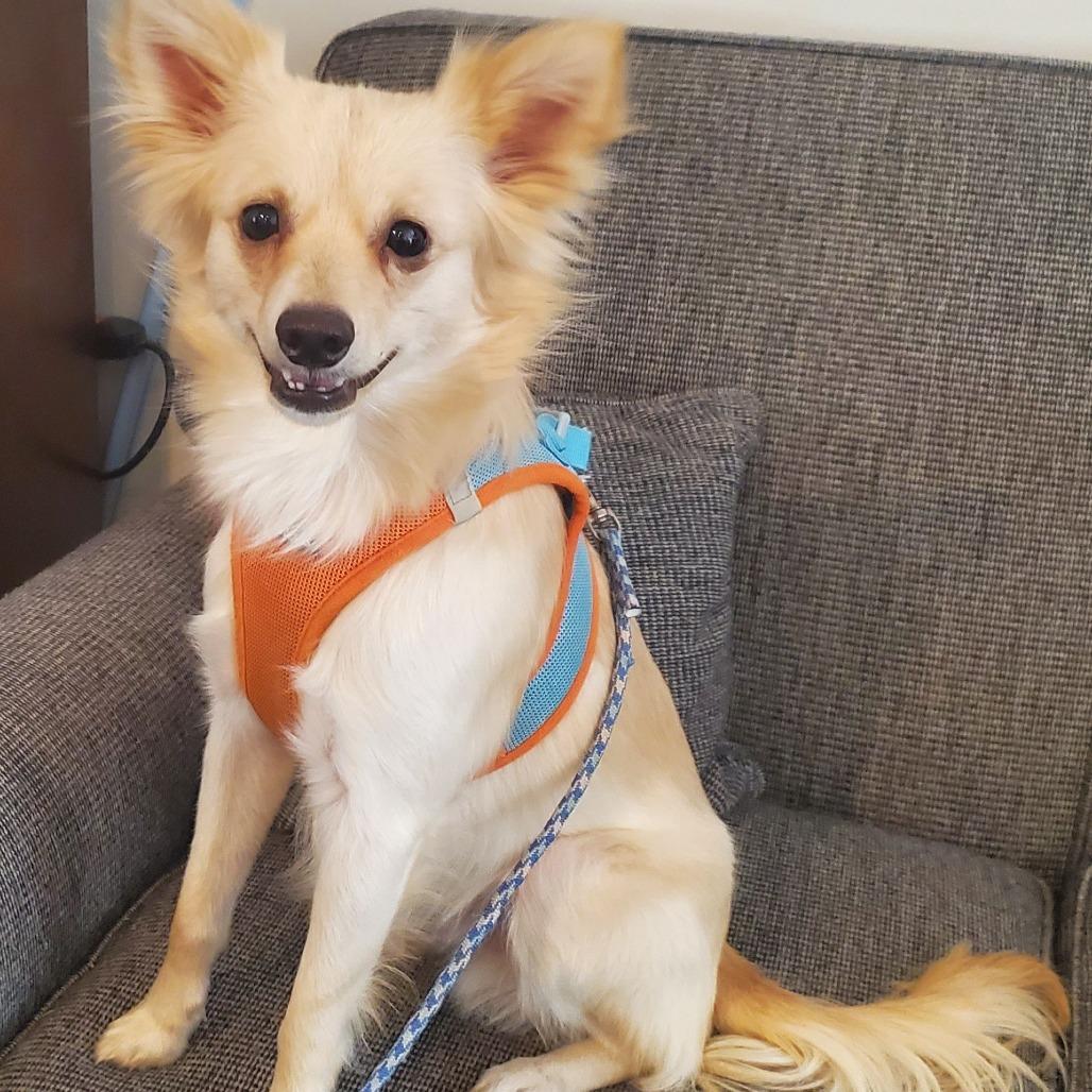 Jolly, Adoptable, Young Male Pomeranian & Mixed Breed.