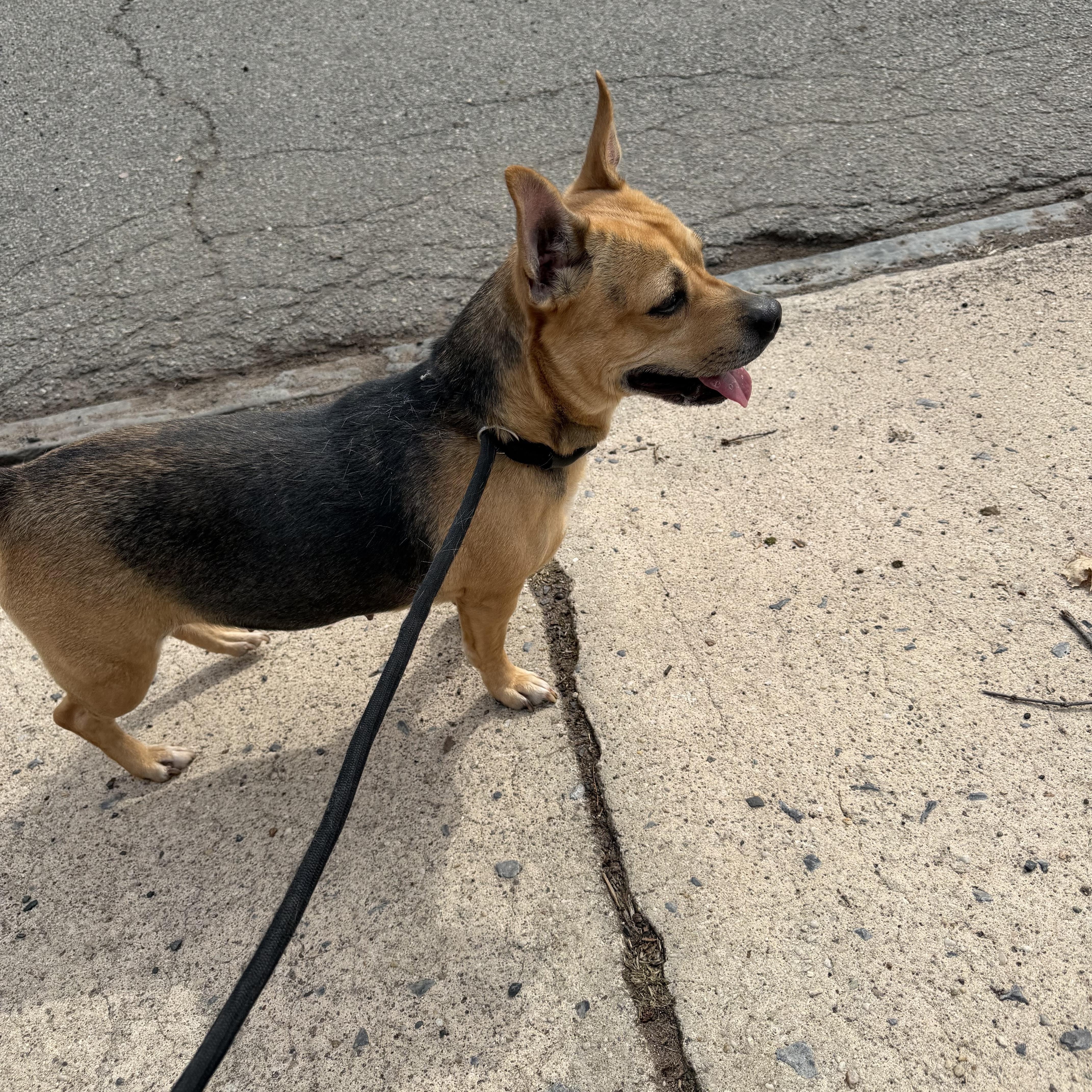 Enlarge Jojo , a ADOPTABLE mixed breed in East Orange, NJ image 2/3