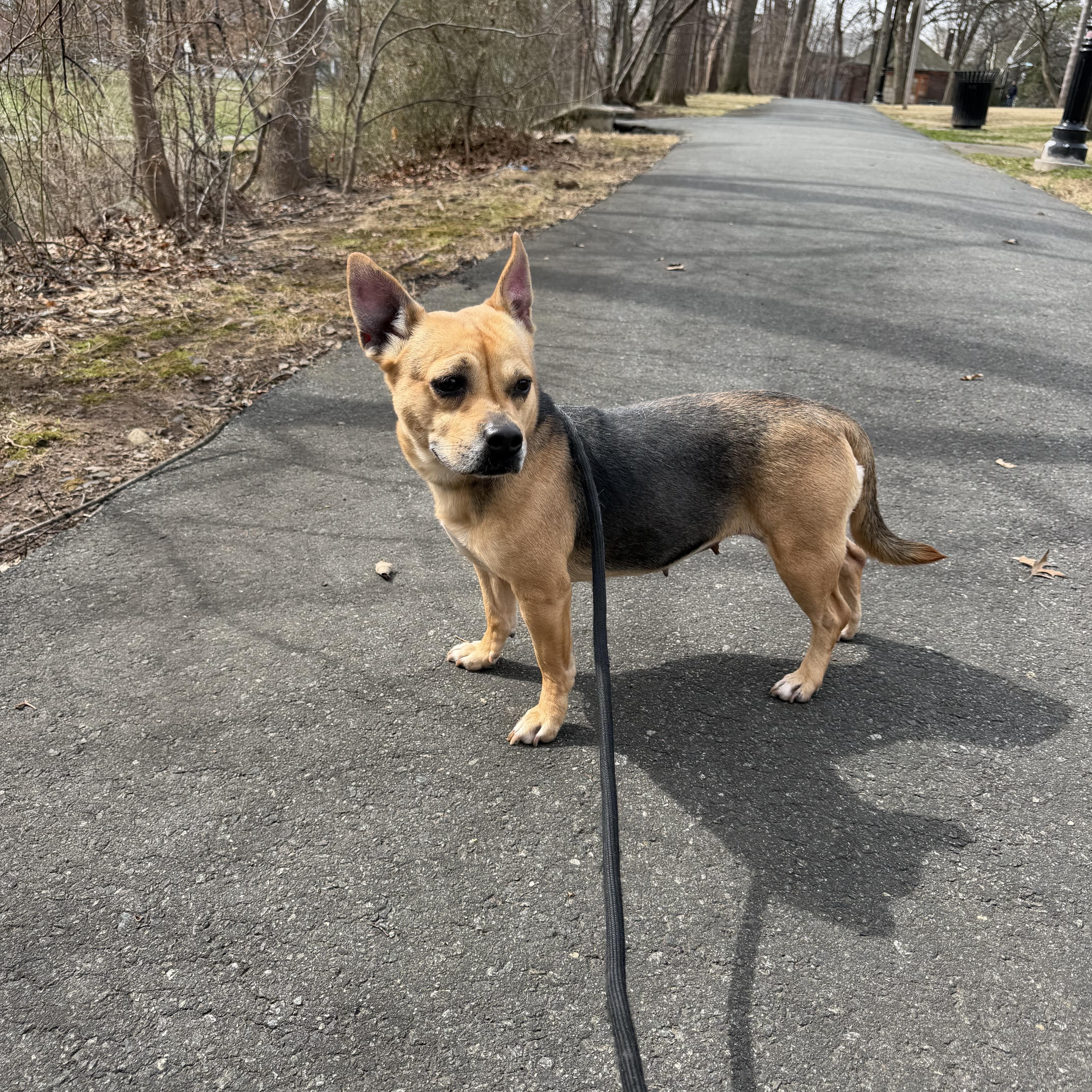 Enlarge Jojo , a ADOPTABLE mixed breed in East Orange, NJ image 1/3