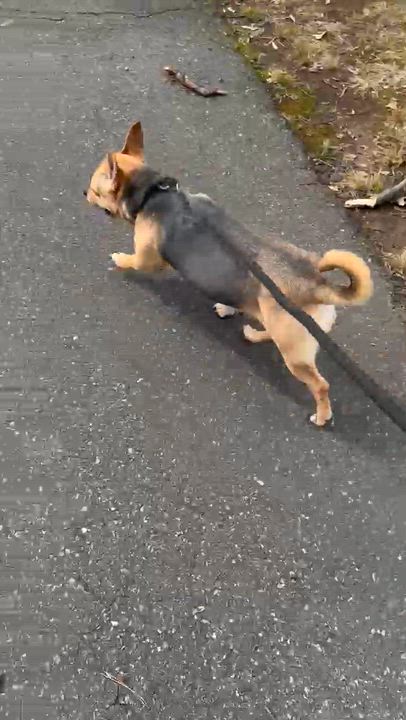 Enlarge Jojo , a ADOPTABLE mixed breed in East Orange, NJ video 3/3