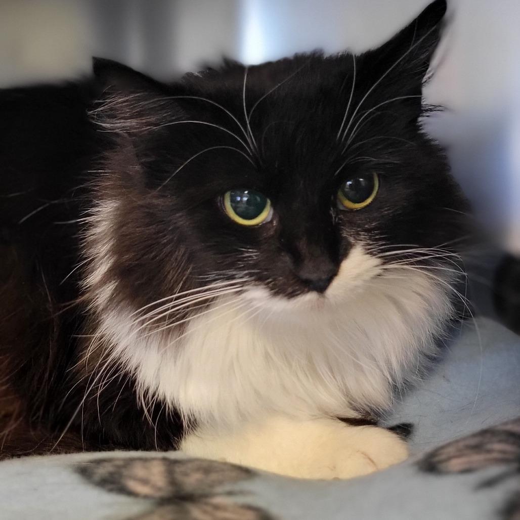 Enlarge Fig, a Adoptable Domestic Long Hair in Milan, IL image 1/1