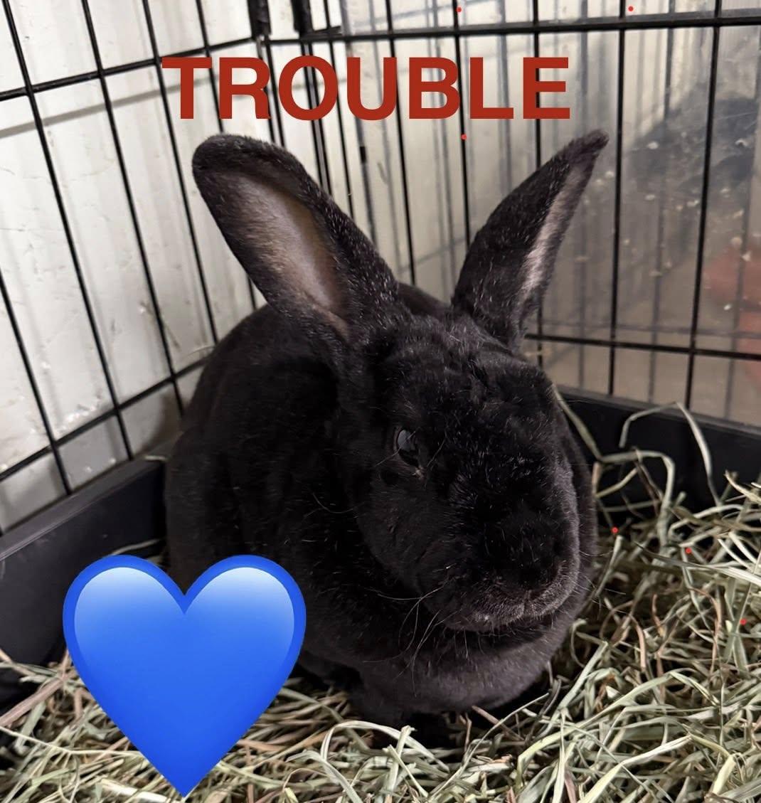 Trouble (PEN 9), adopted, Adult Male Rex.