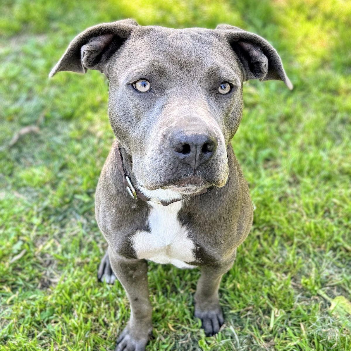 Chrysalis — thumbnail 3