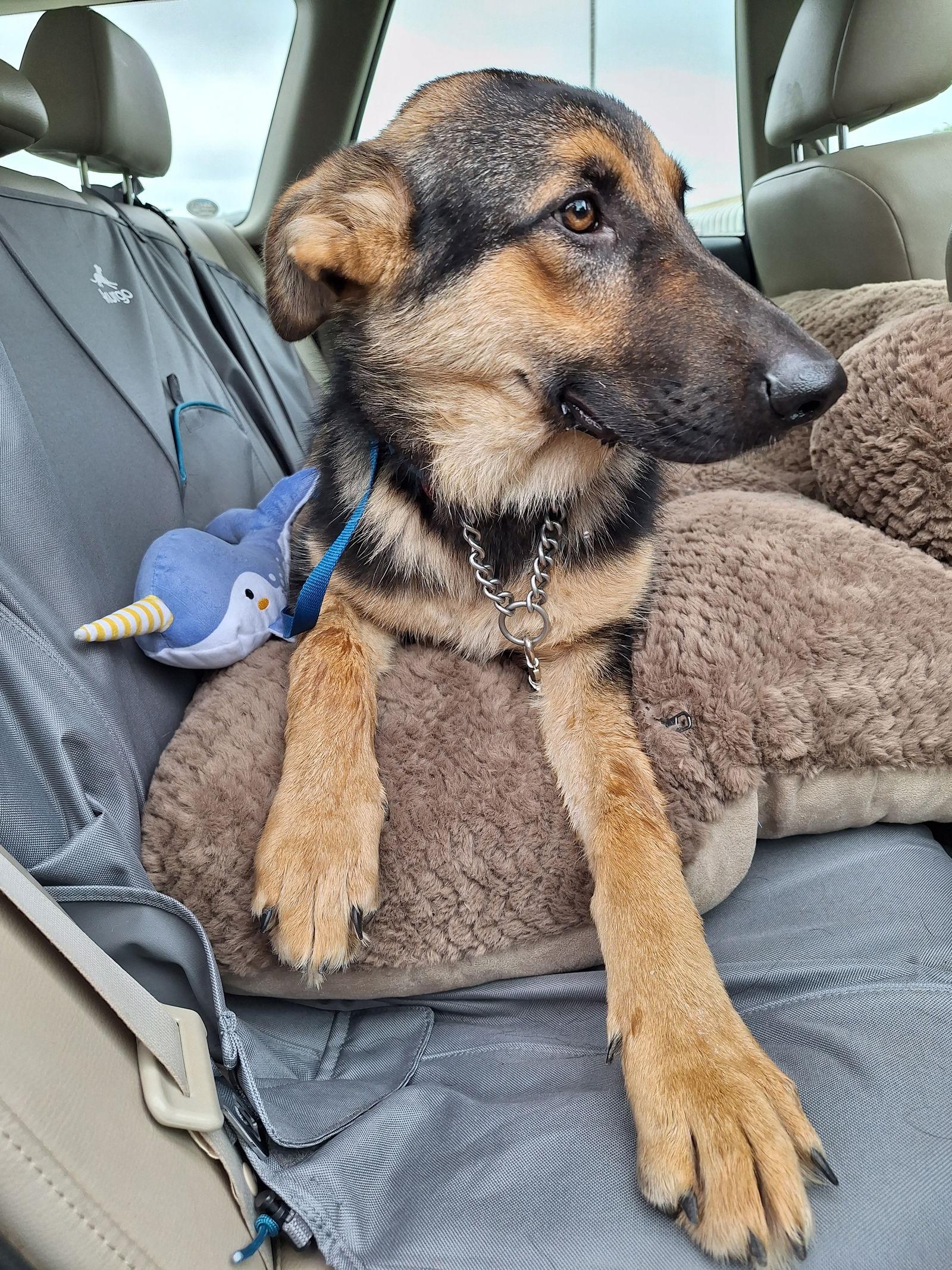 Gemma, Adopted, Puppy Female German Shepherd Dog.