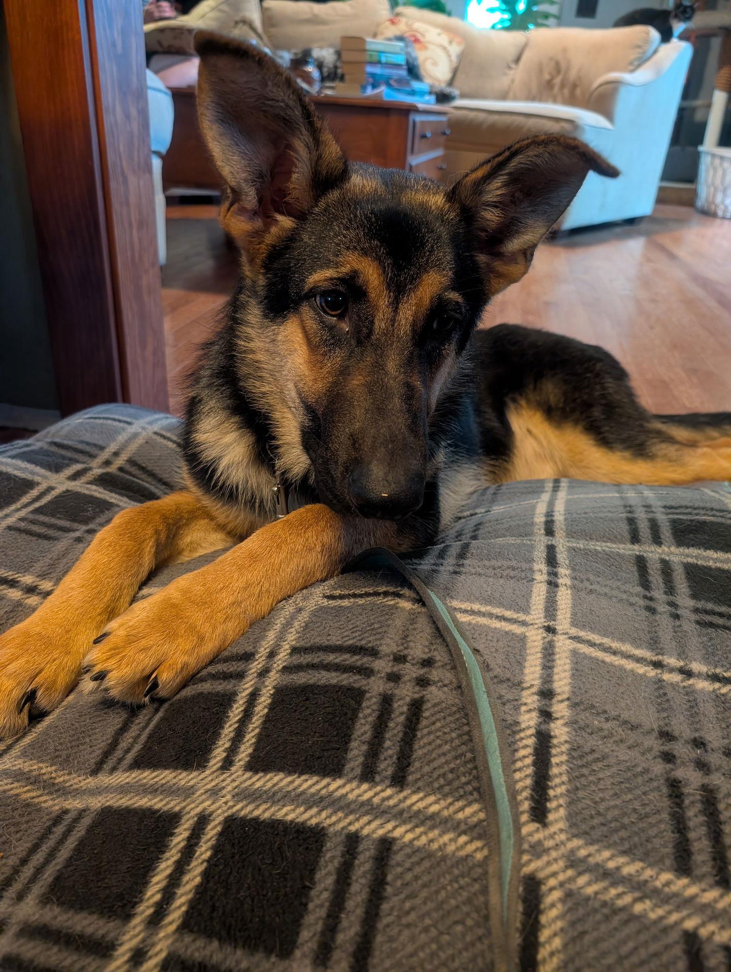 Gemma, a Adopted German Shepherd Dog in Baltimore, MD image 2/3