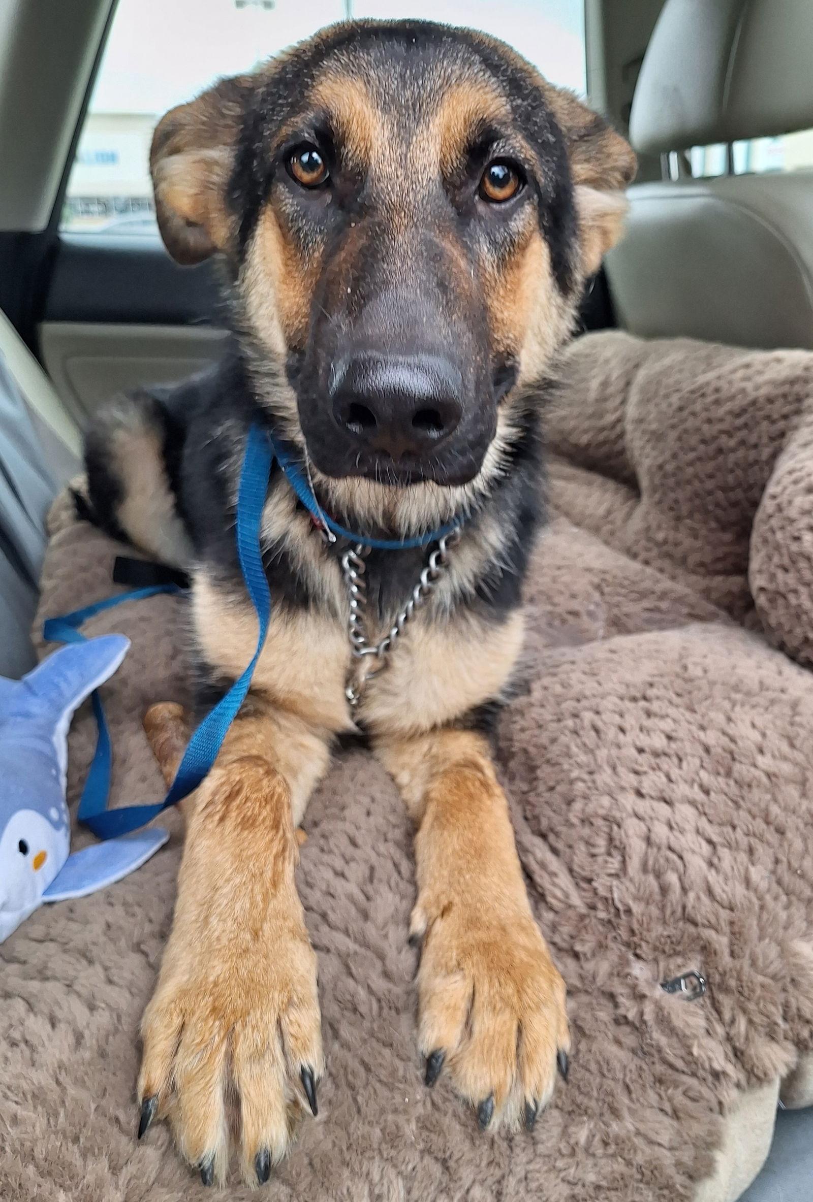 Gemma, a Adopted German Shepherd Dog in Baltimore, MD image 3/3