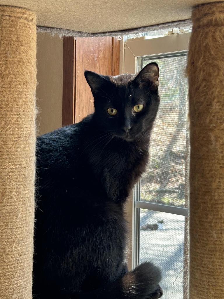 Slash, Adoptable, Young Male Domestic Short Hair.