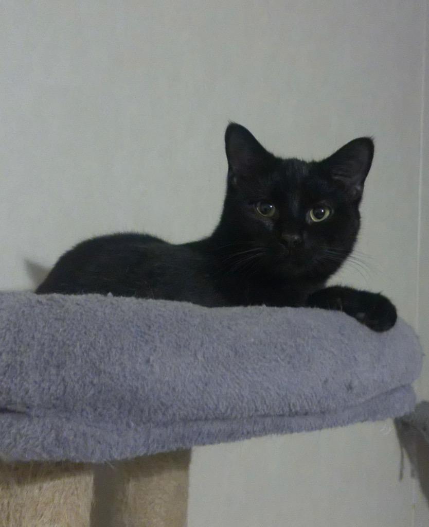 Enlarge Slash, a Adoptable mixed breed in Parsons, WV image 2/2