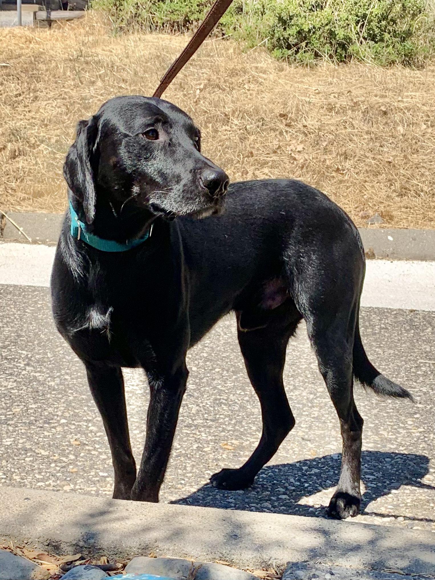 Enlarge Lip, a ADOPTABLE Black Labrador Retriever in Grass Valley, CA image 3/3