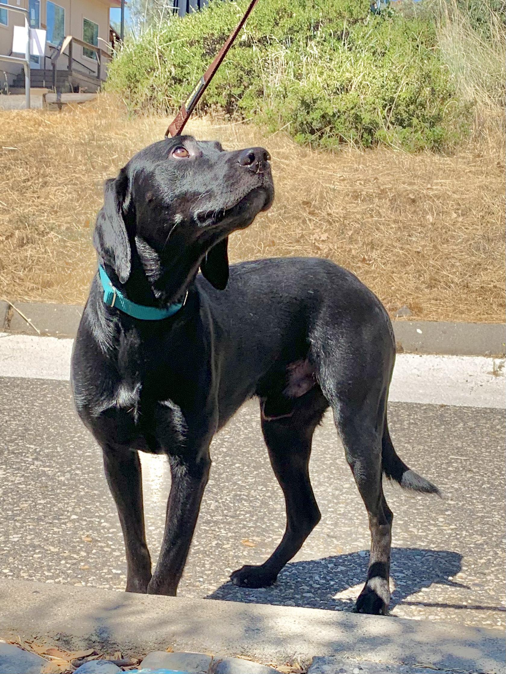 Lip, ADOPTABLE, Adult Male Black Labrador Retriever.
