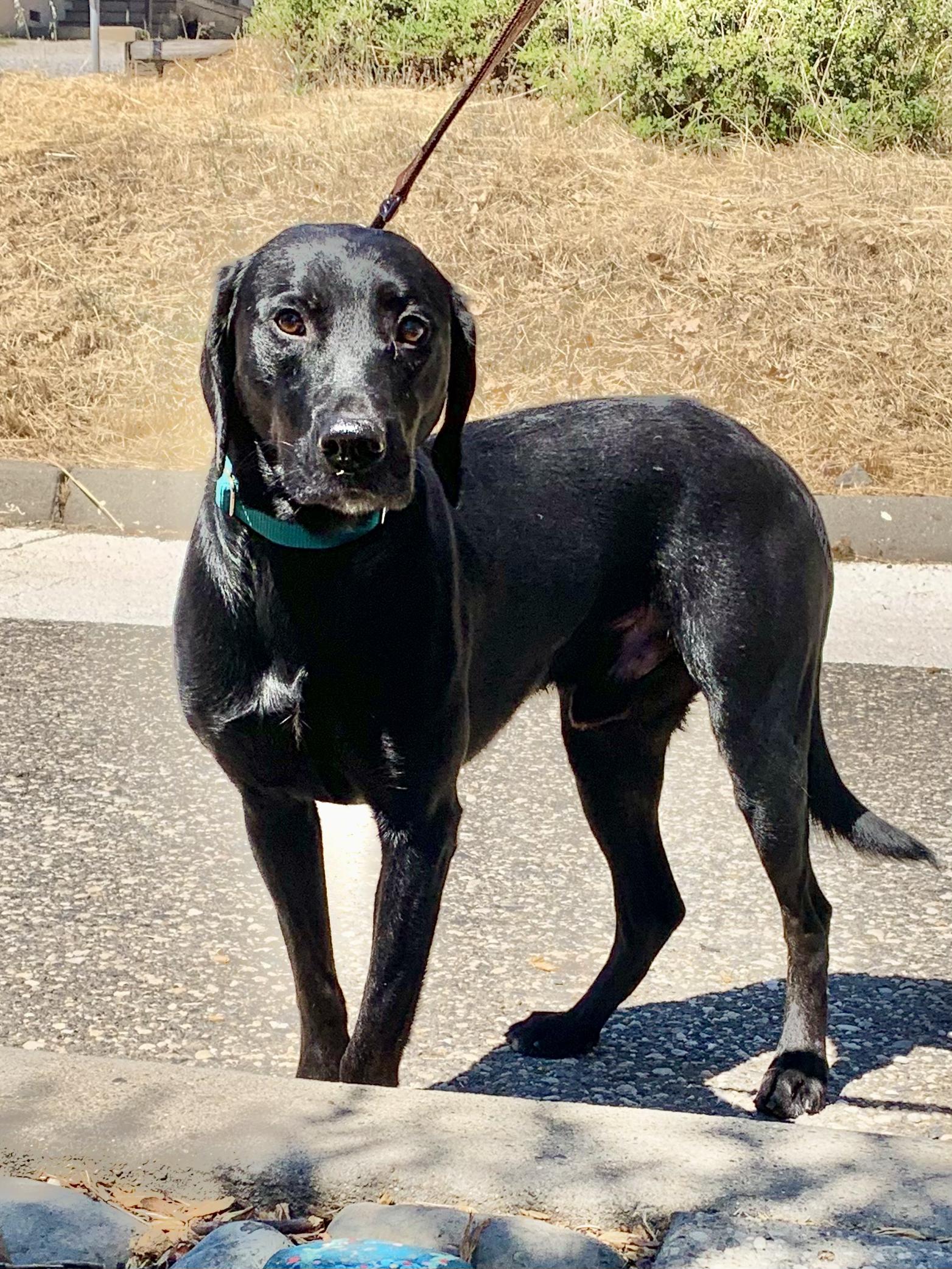 Enlarge Lip, a ADOPTABLE Black Labrador Retriever in Grass Valley, CA image 2/3