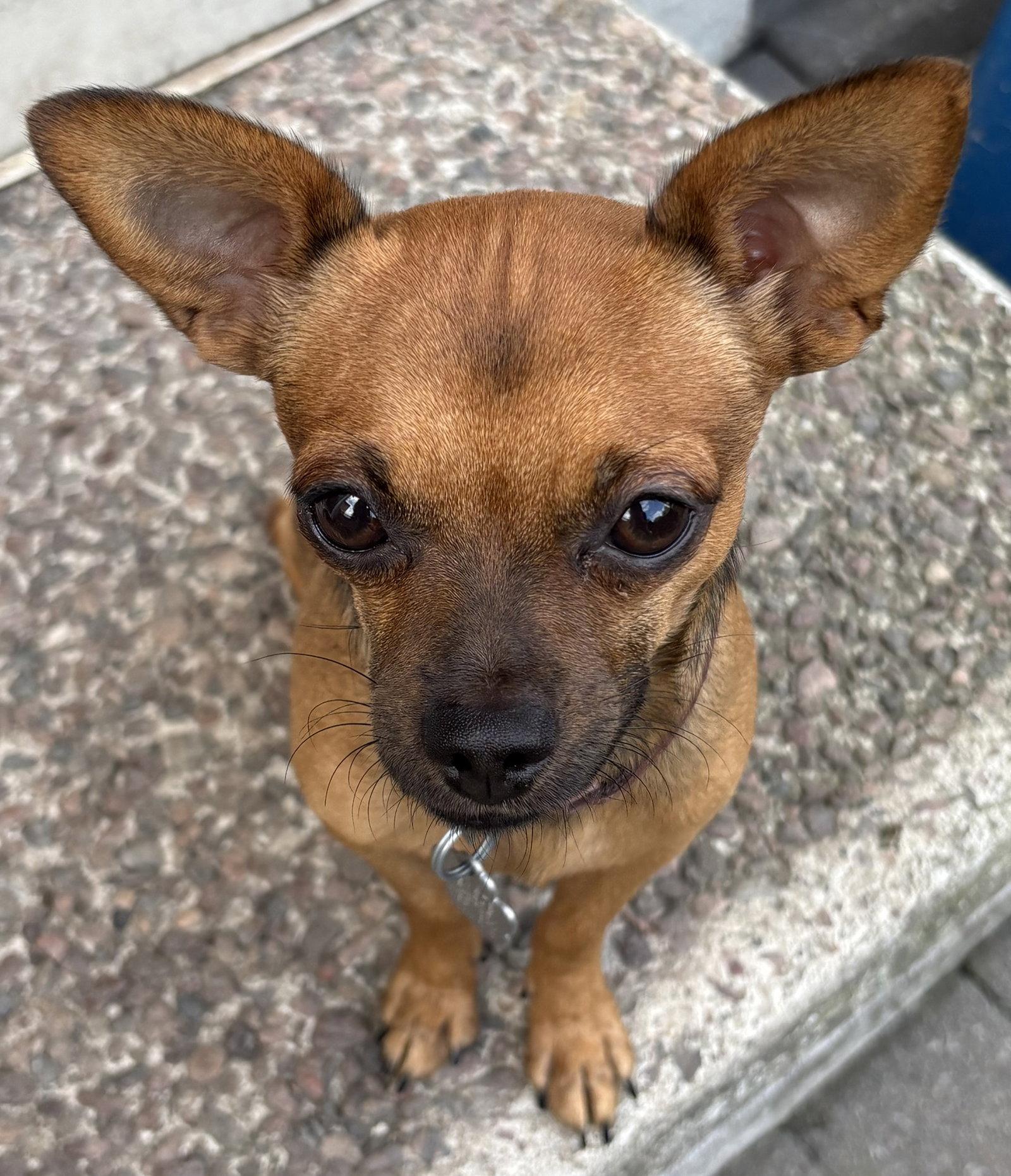 Enlarge Osiris 3785, a Adoptable mixed breed in Pickering, ON image 3/3
