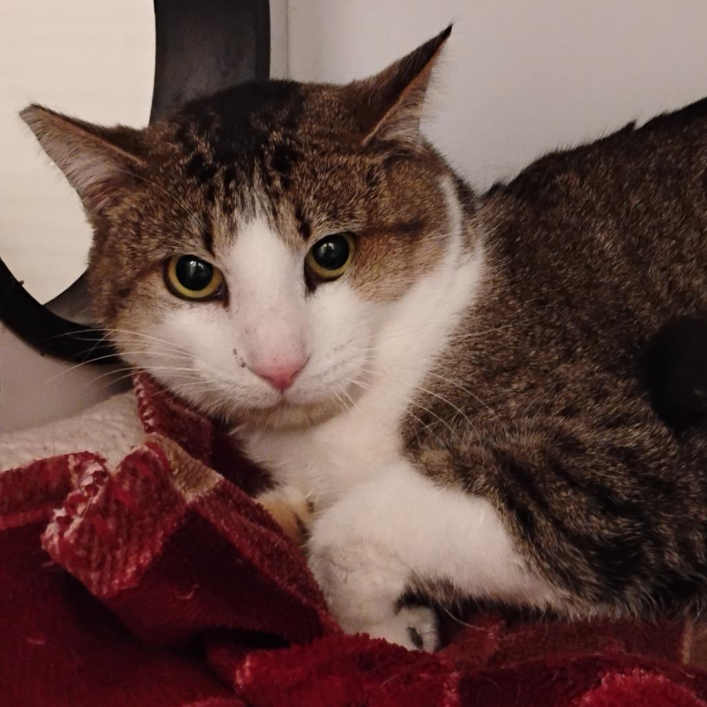 Nelson, Adoptable, Young Male Domestic Short Hair.