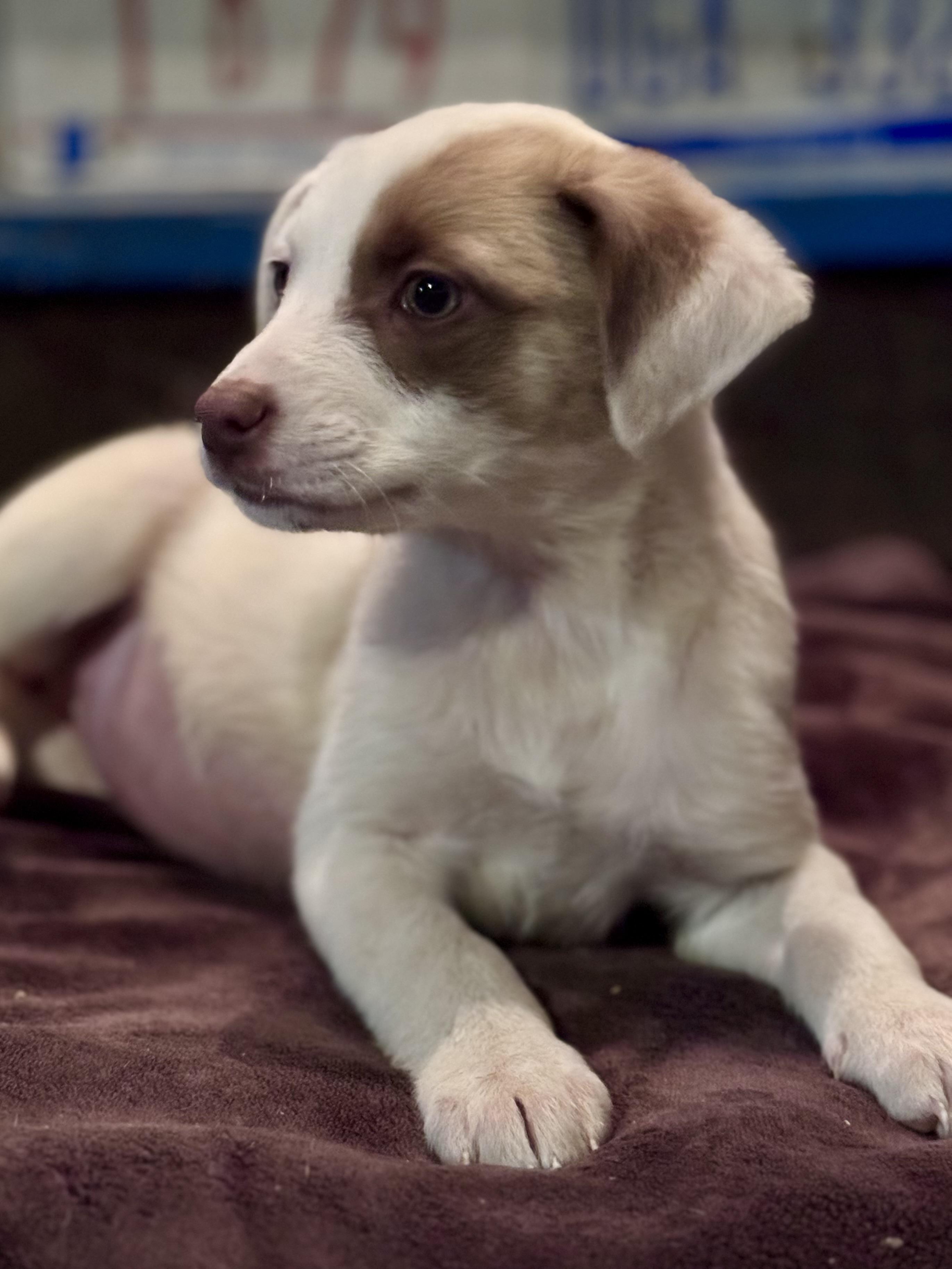 Dolly, ADOPTABLE, Puppy Female Mixed Breed.