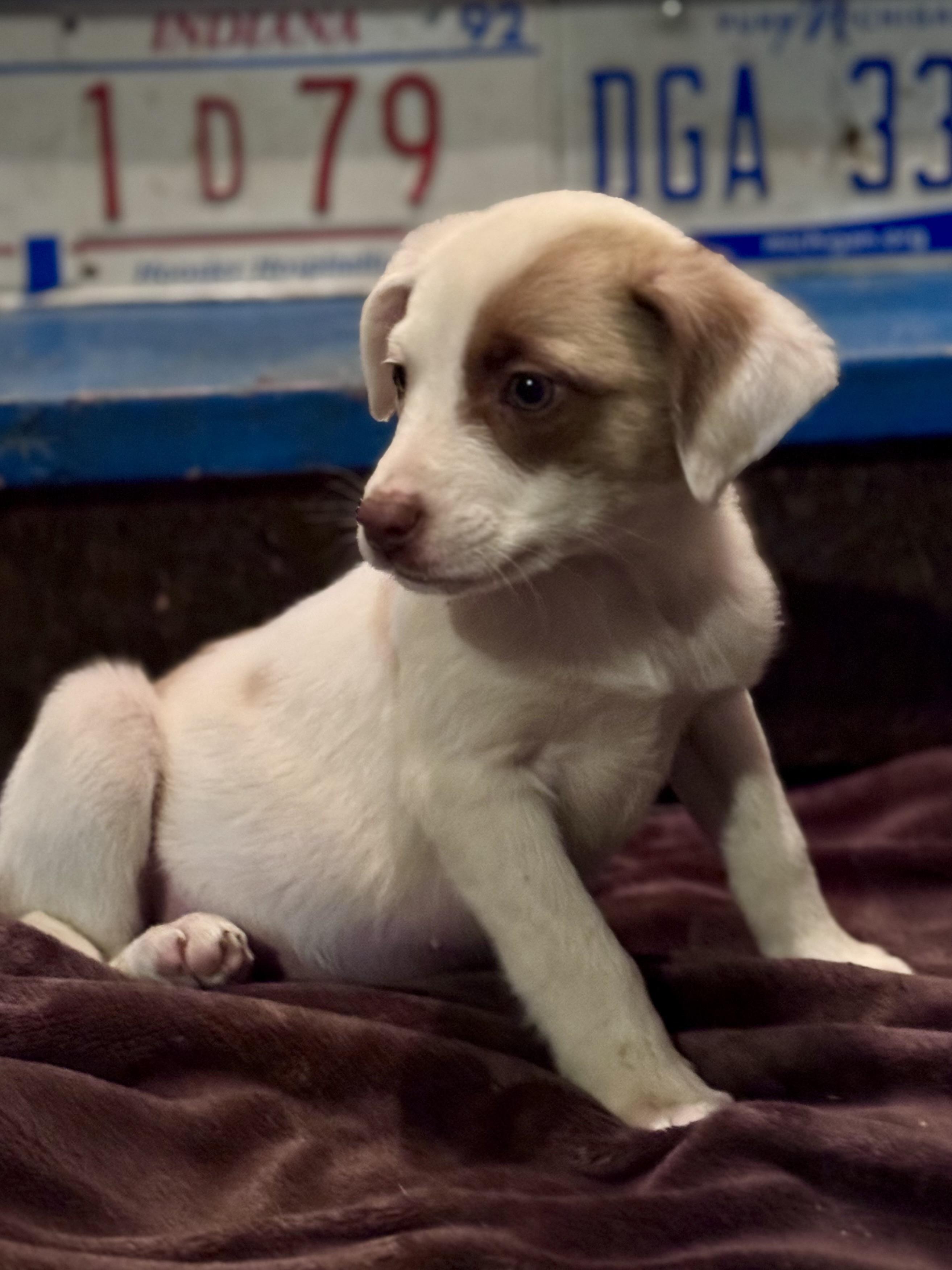 Enlarge Dolly, a ADOPTABLE mixed breed in Washington, MO image 2/2