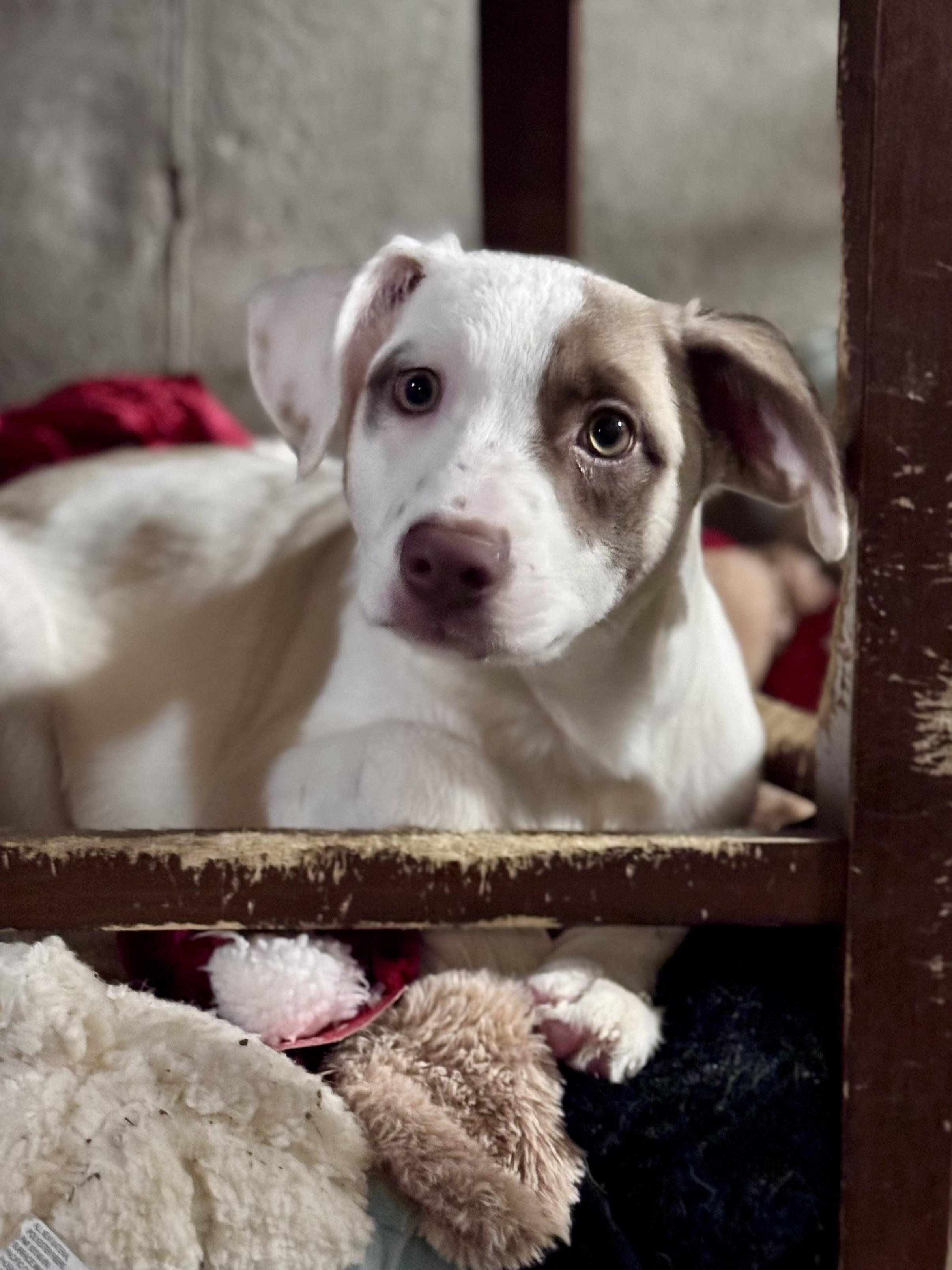 Dolly Paw-Ton, ADOPTABLE, Young Female Mixed Breed.