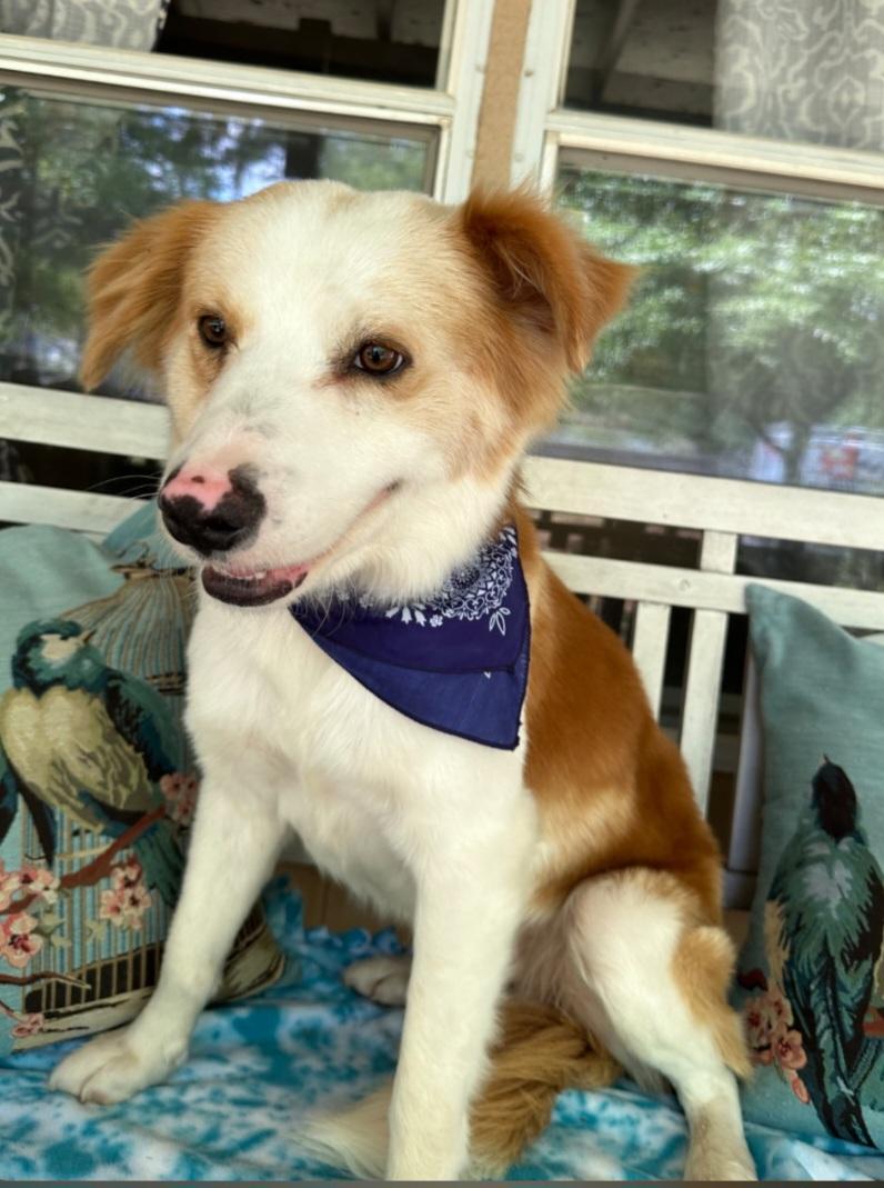 Enlarge Bobby, an adopted mixed breed in TOMBALL, TX image 4/4