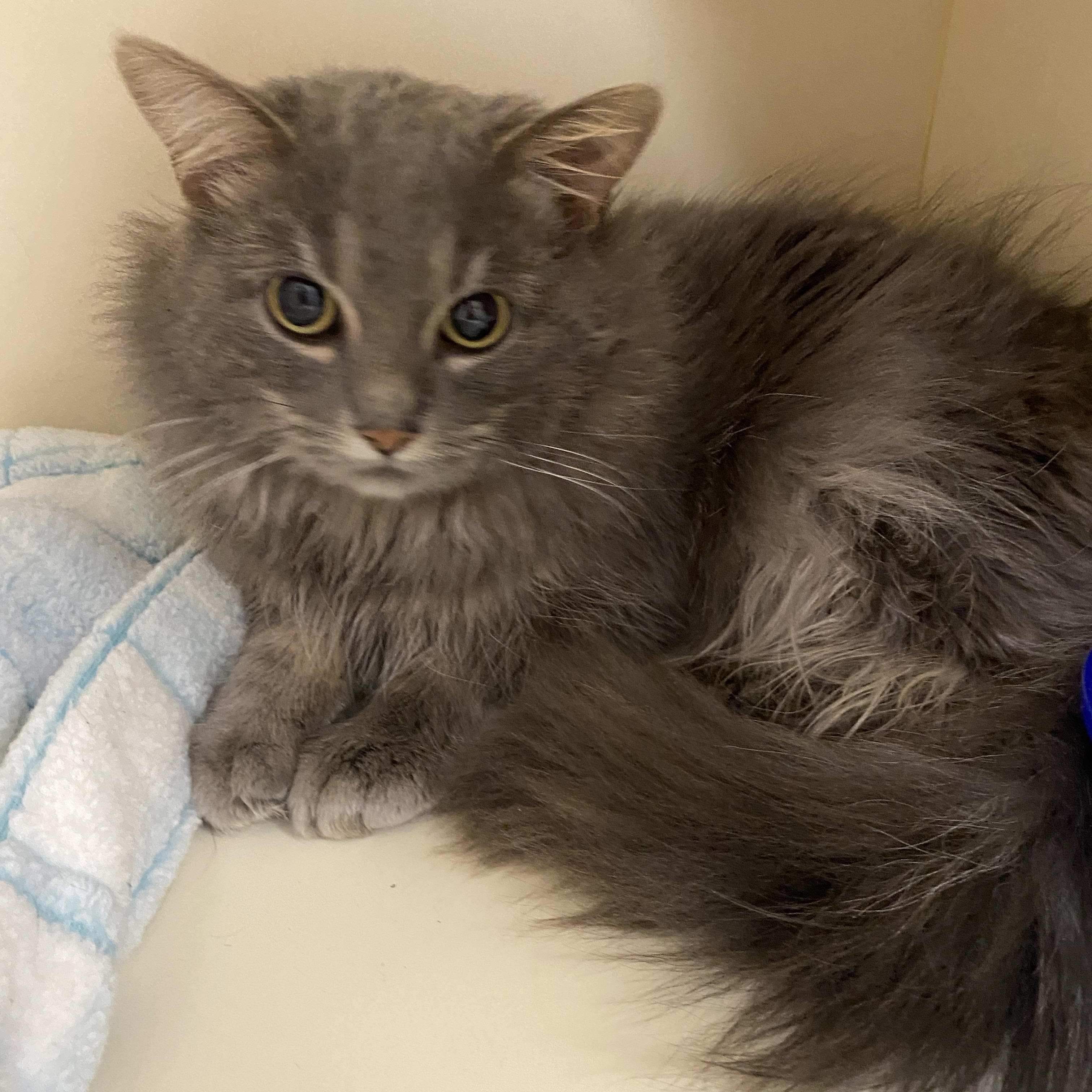 Sig, an adopted Domestic Medium Hair in Elyria, OH image 2/2