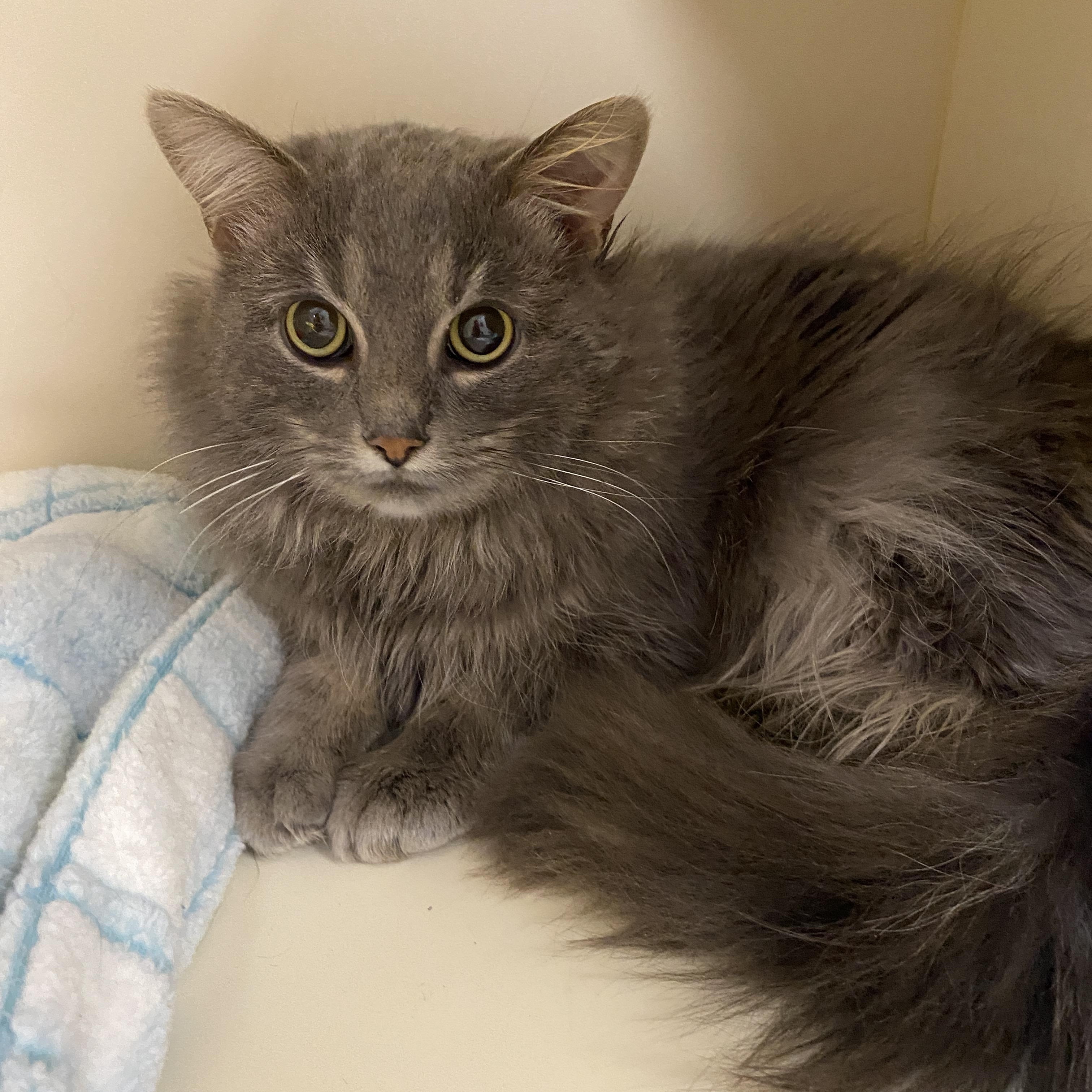 Sig, an adopted Domestic Medium Hair in Elyria, OH image 1/2
