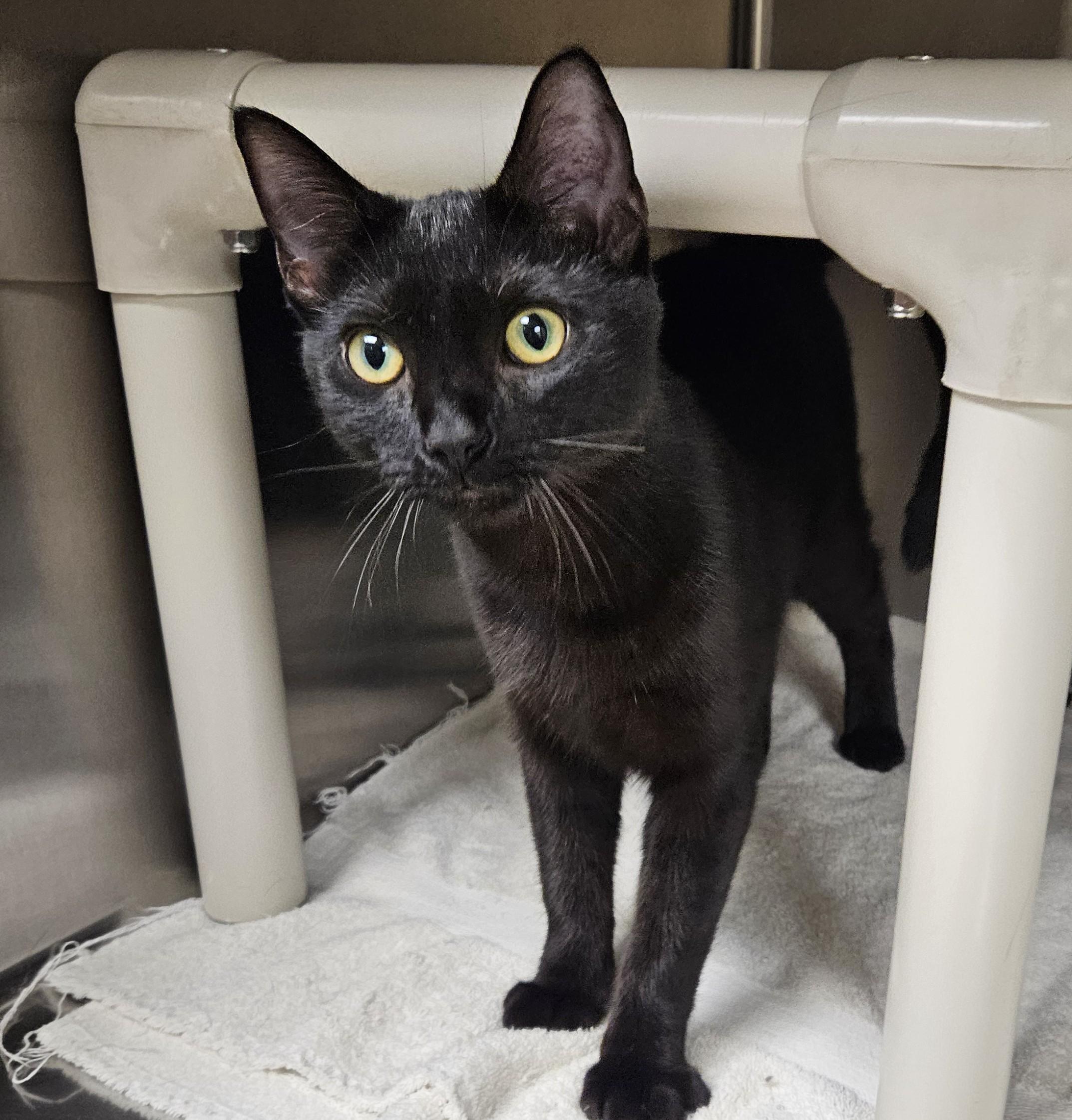 Batsy, ADOPTABLE, Young Female Domestic Short Hair.