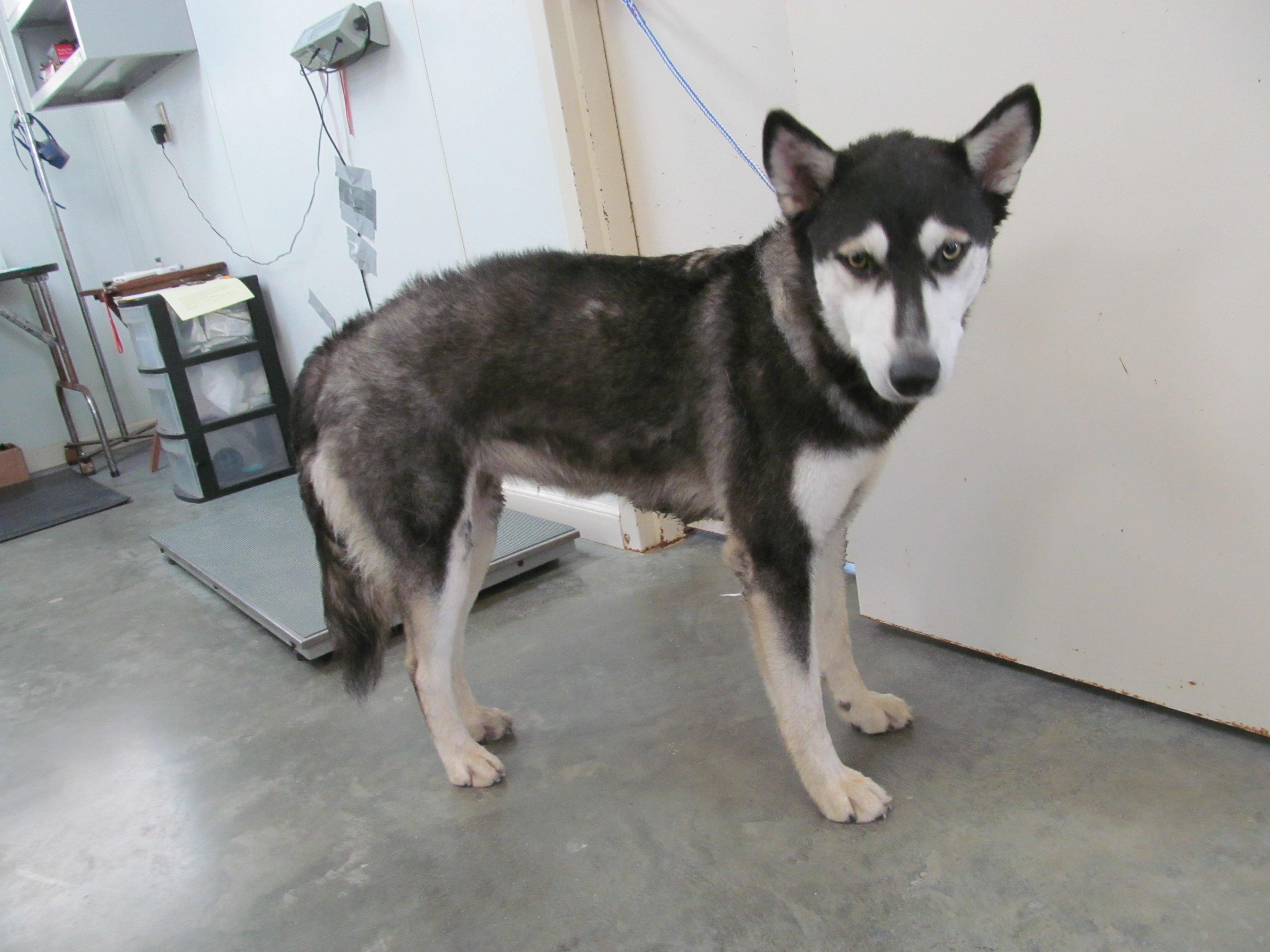 Breeze, an adoptable Husky Mix in Corpus Christi, TX_image-1