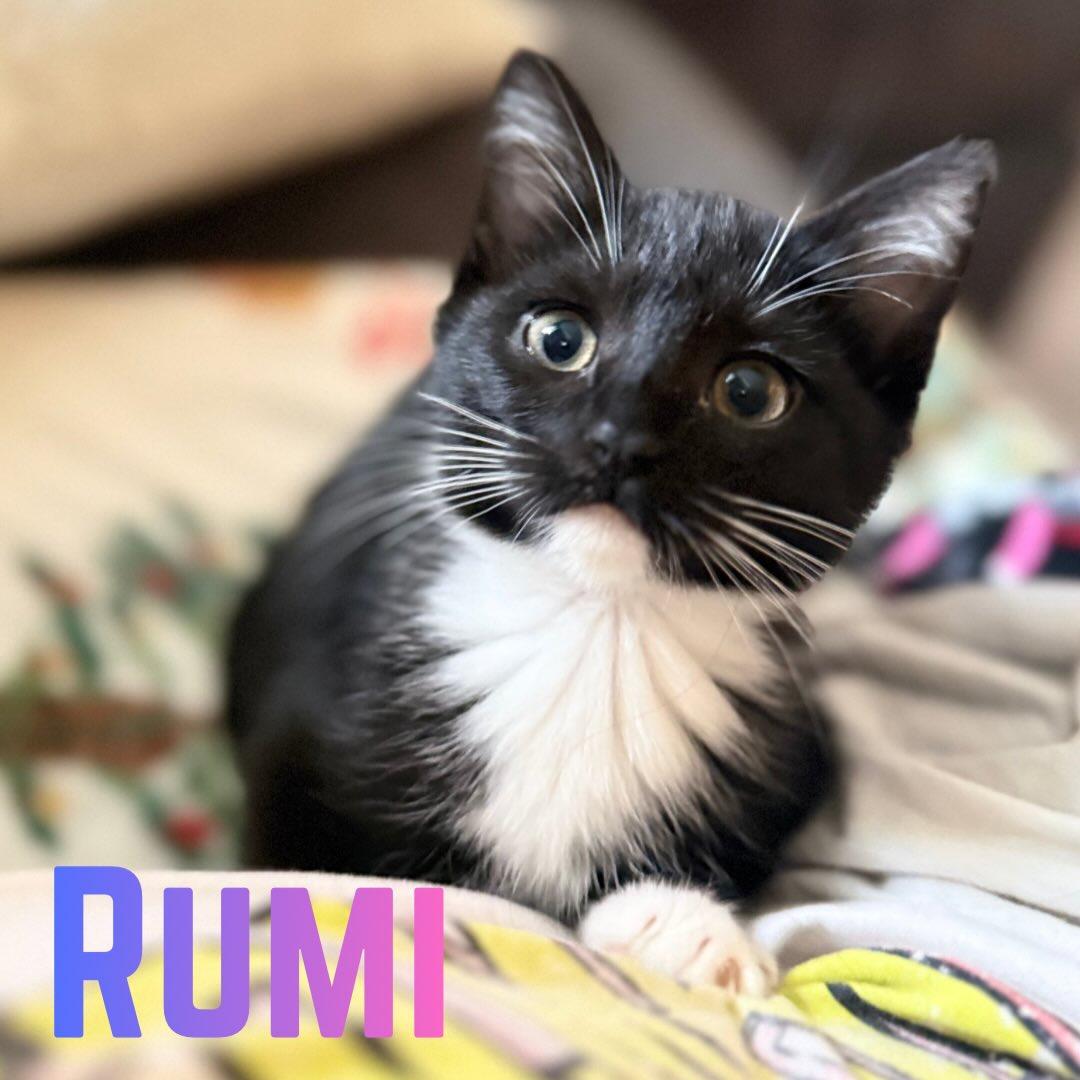 Rumi, adopted, Young Female Domestic Short Hair.