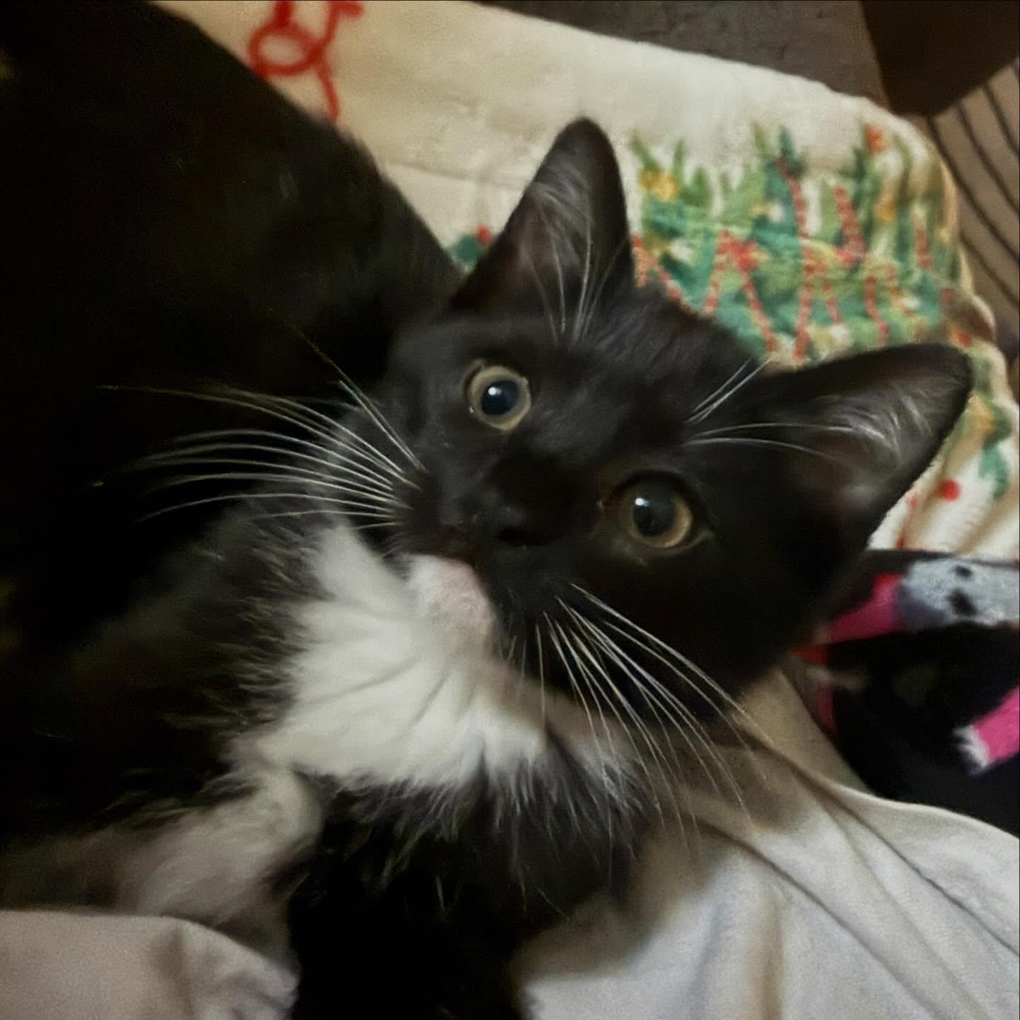 Enlarge Rumi, an adopted Domestic Short Hair in Hollister, CA image 2/2