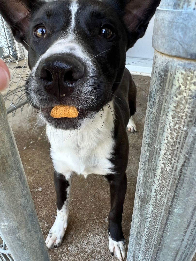 Beth, a Adoptable mixed breed in Bolivar, TN image 2/11