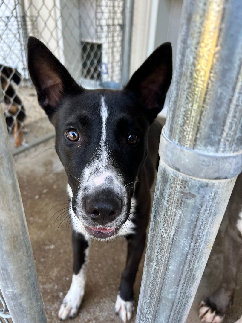 Beth, a Adoptable mixed breed in Bolivar, TN image 3/11