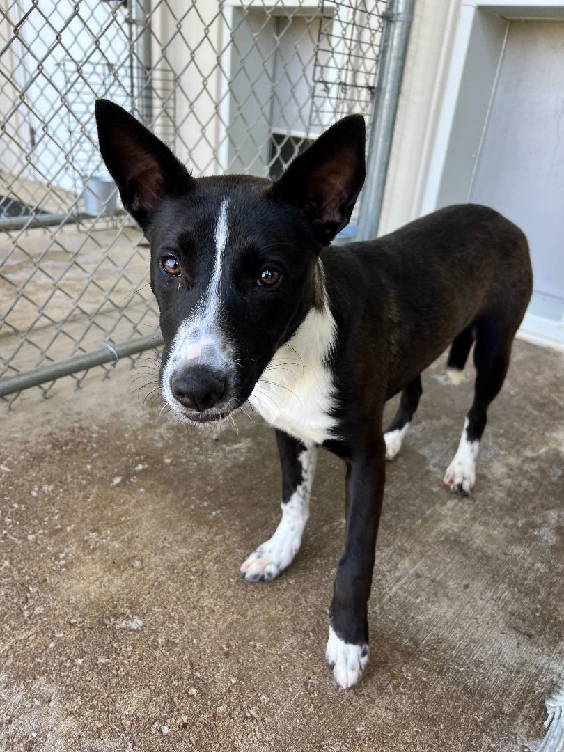 Beth, a Adoptable mixed breed in Bolivar, TN image 4/11