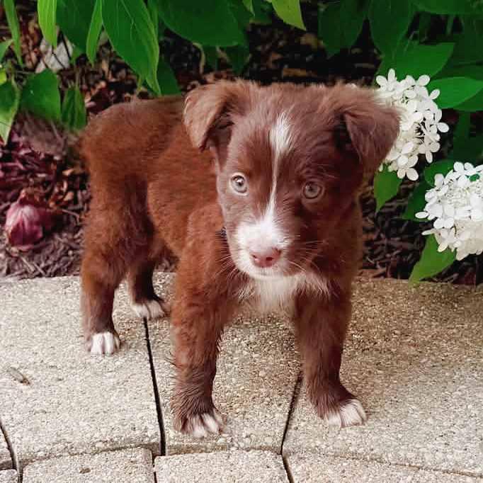 Griffen, adopted, Puppy Male Mixed Breed.