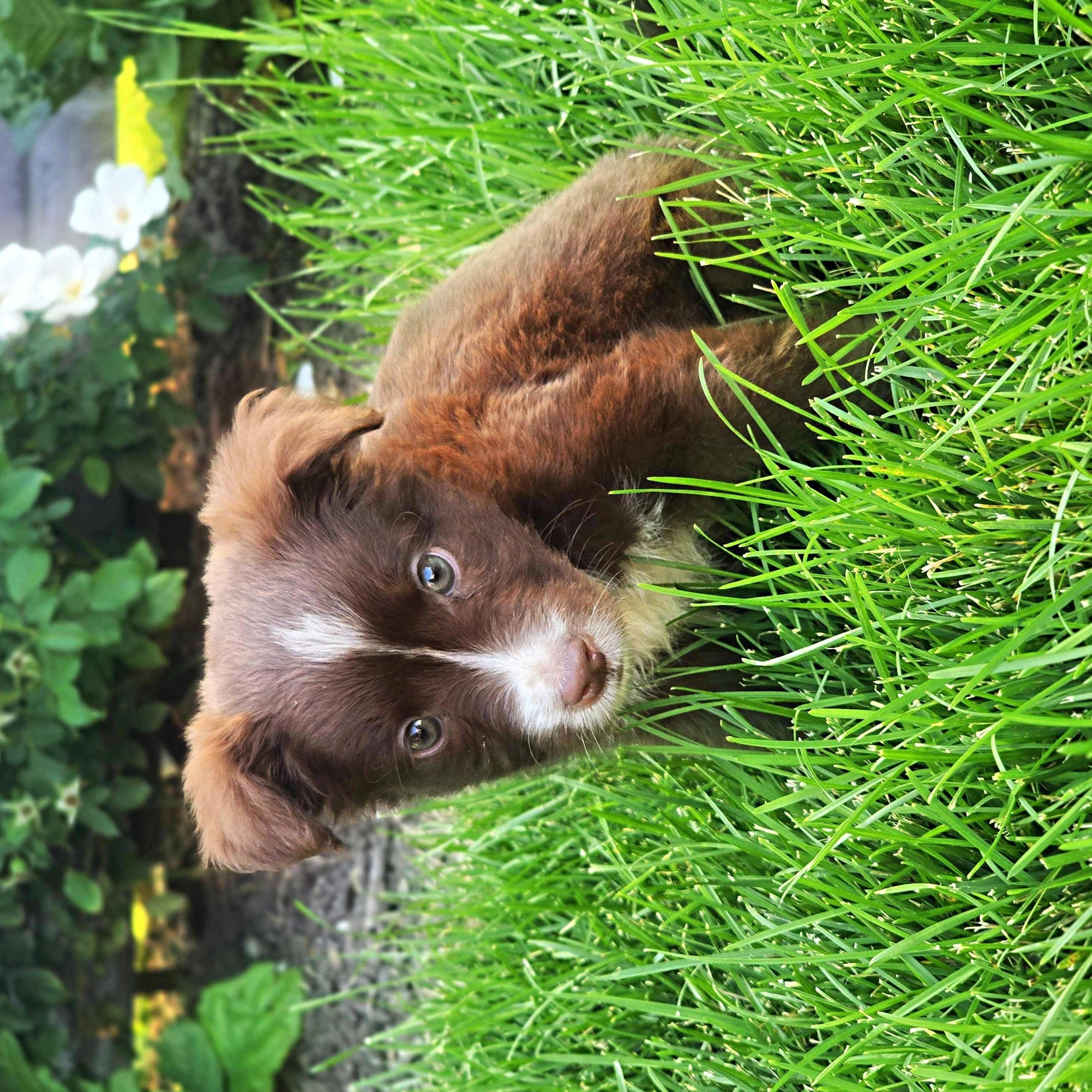 Enlarge Griffen, an adopted mixed breed in Schaumburg, IL image 2/2