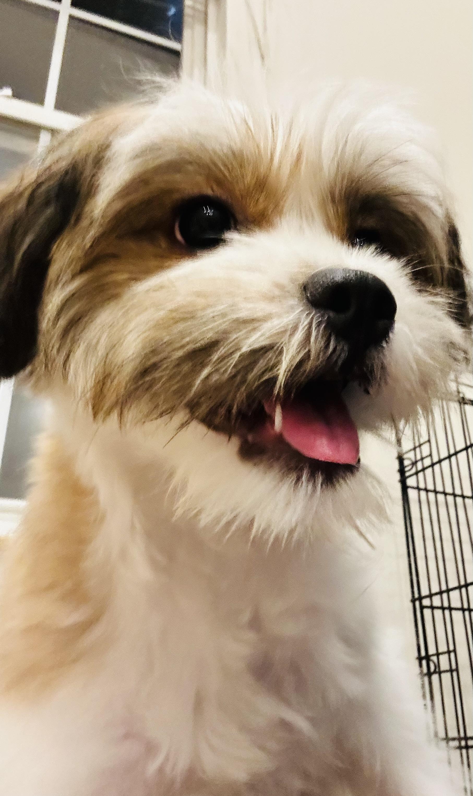 Kira, Adopted, Adult Female Maltese & Shih Tzu.