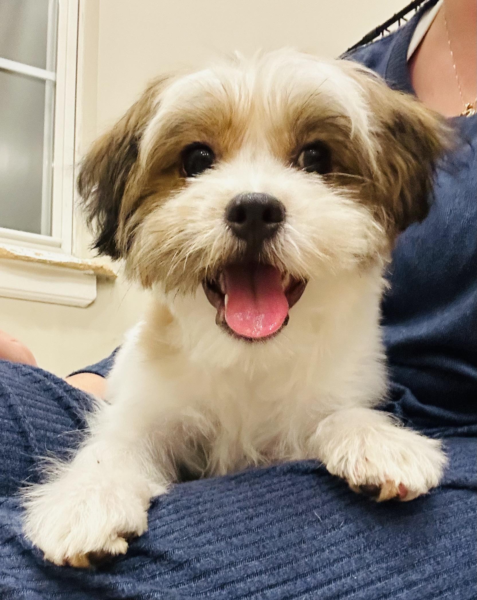 Enlarge Kira, a Adopted mixed breed in Centereach, NY image 2/2