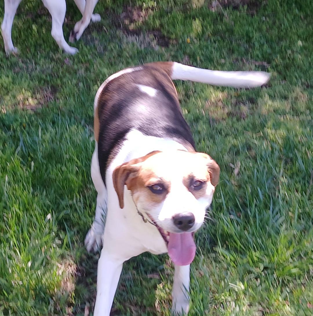 Enlarge Margot, a ADOPTABLE Foxhound in Point Pleasant, WV image 2/3
