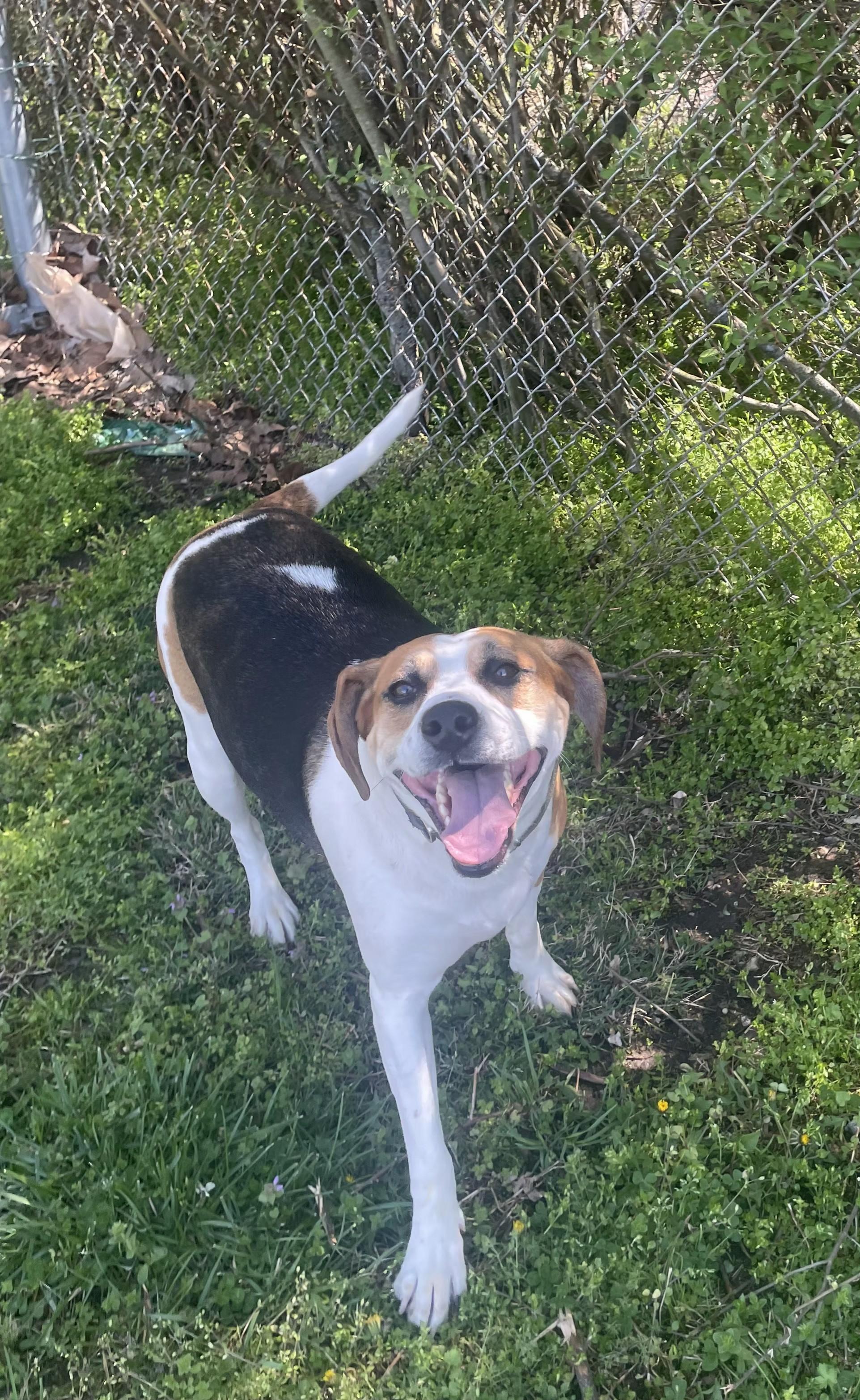 Margot, ADOPTABLE, Adult Female Foxhound.