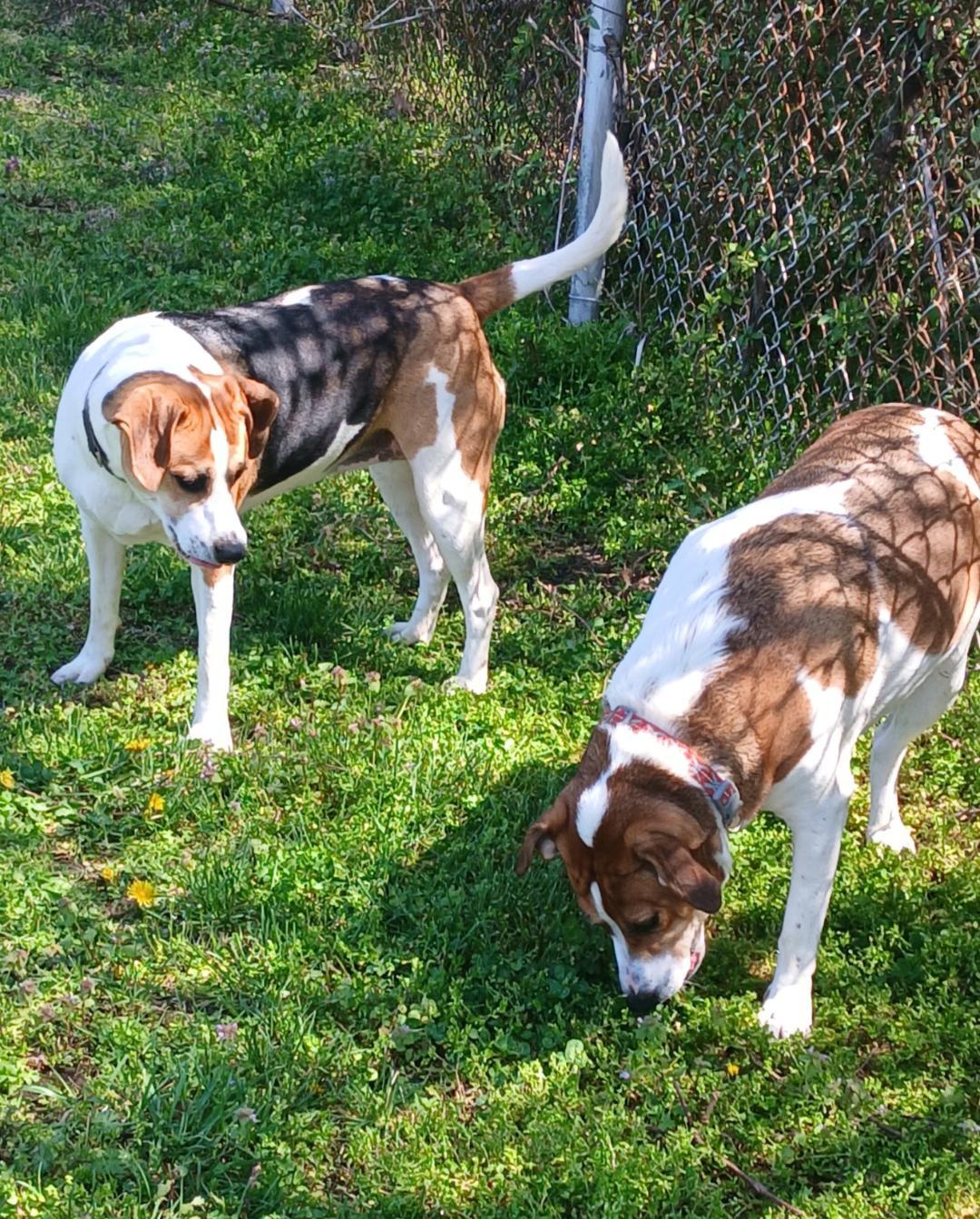 Enlarge Margot, a ADOPTABLE Foxhound in Point Pleasant, WV image 3/3