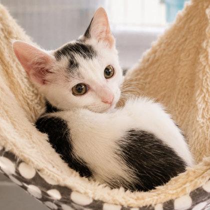 Enlarge Tuba Prioulx, adopt with Banjo, a Adoptable mixed breed in Hudson, MA image 2/3