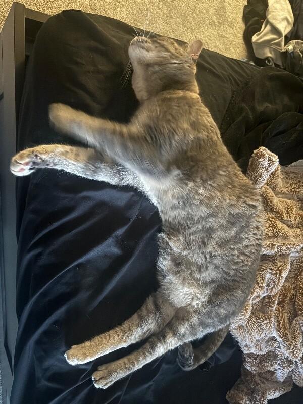 Leia — thumbnail 4