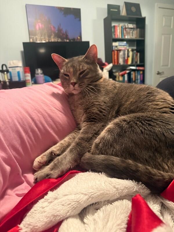 Leia — thumbnail 6