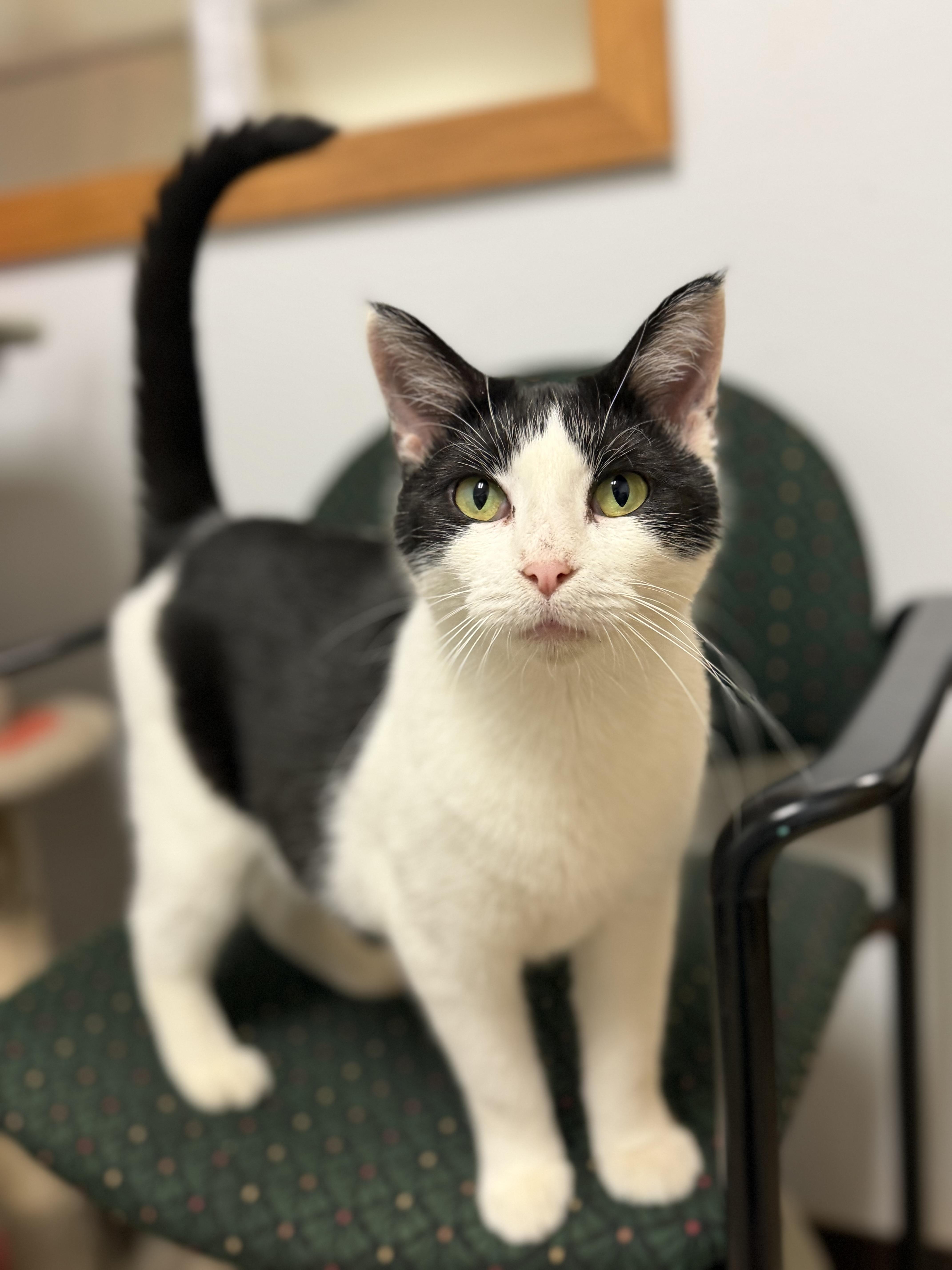 Jar, ADOPTABLE, Adult Female Domestic Short Hair.
