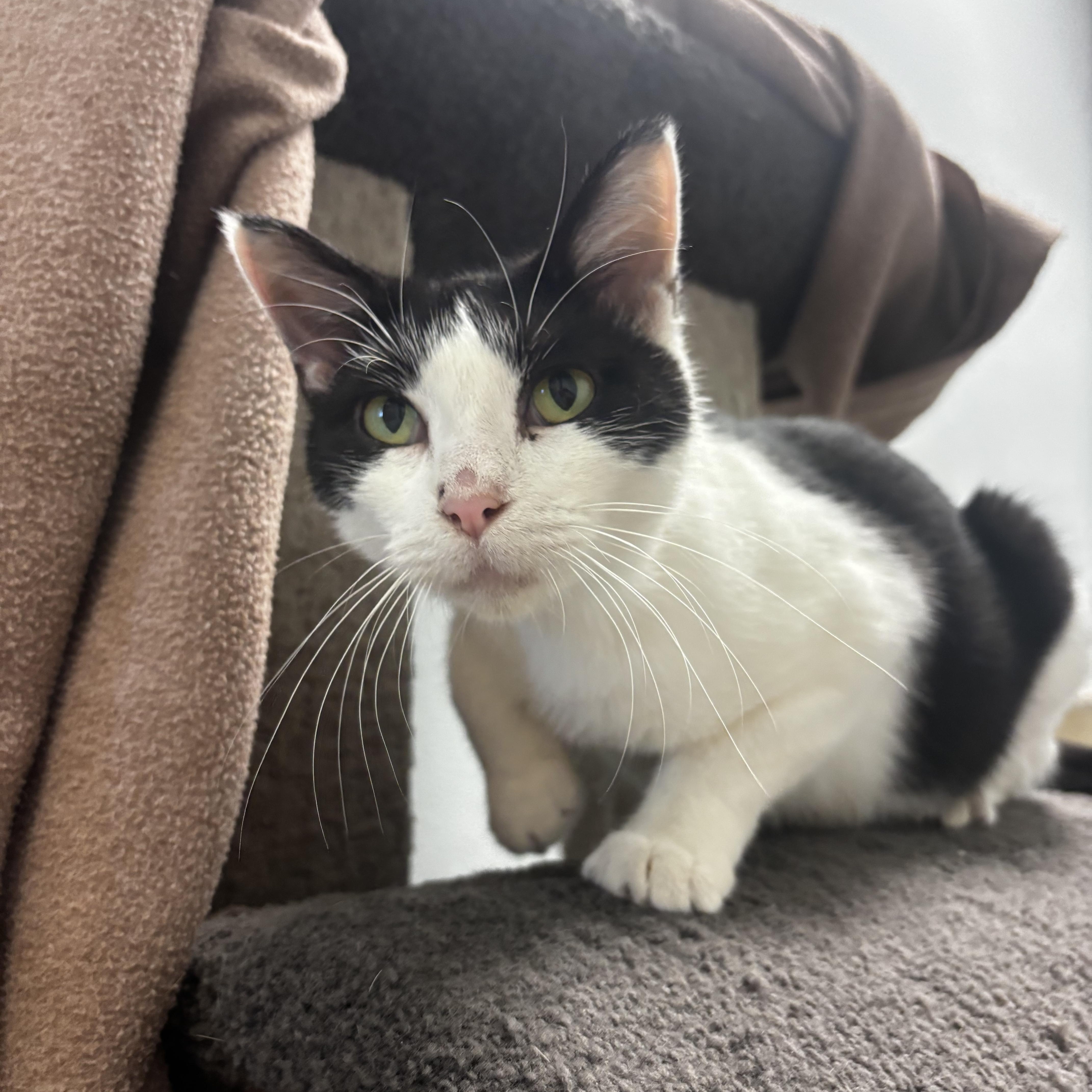 Jar, a ADOPTABLE Domestic Short Hair in Dodgeville, WI image 2/2