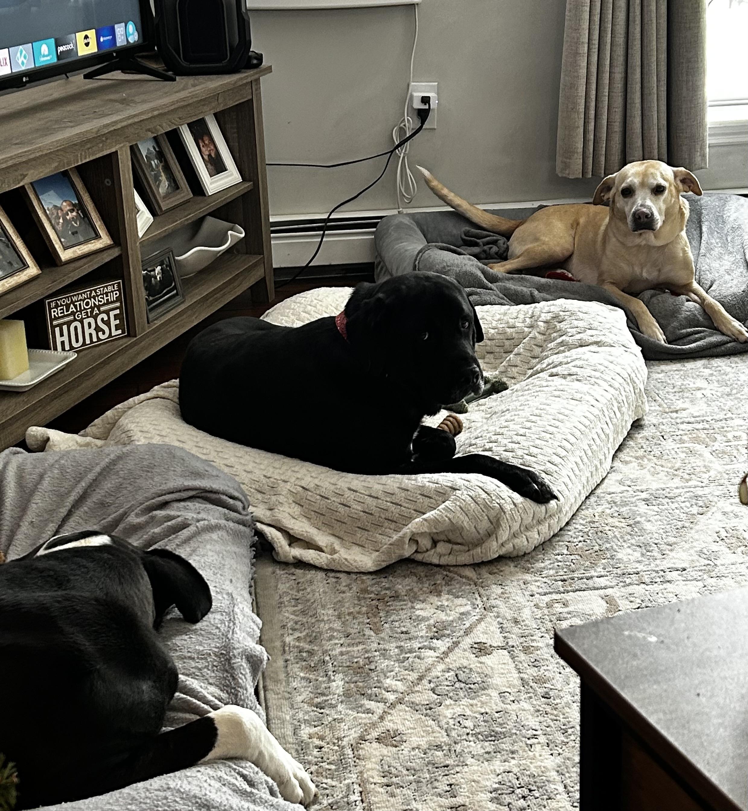 Bridget, a Adoptable mixed breed in Albany, NY image 1/6